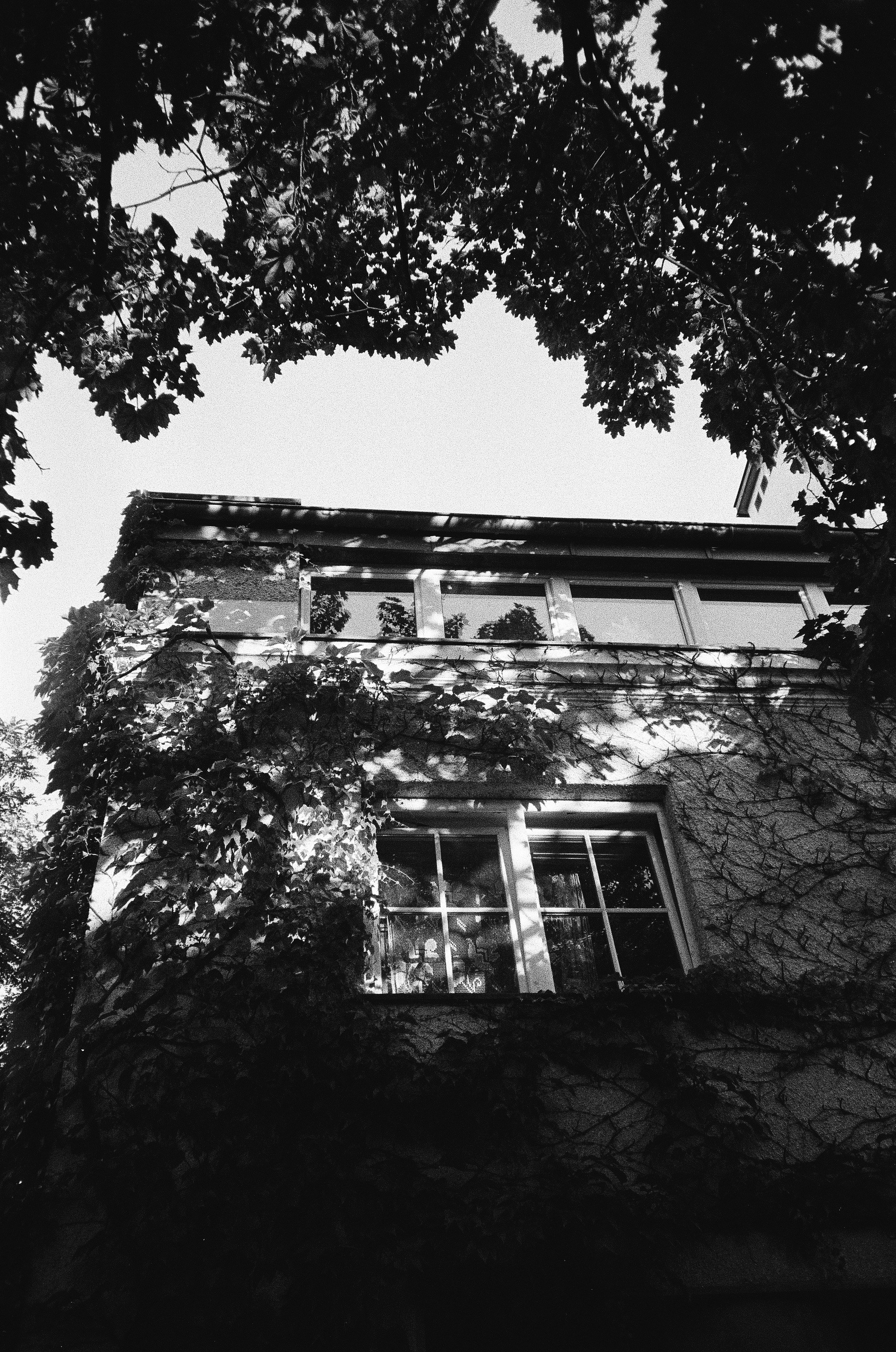 Black and white building covered in ivy, framed by trees