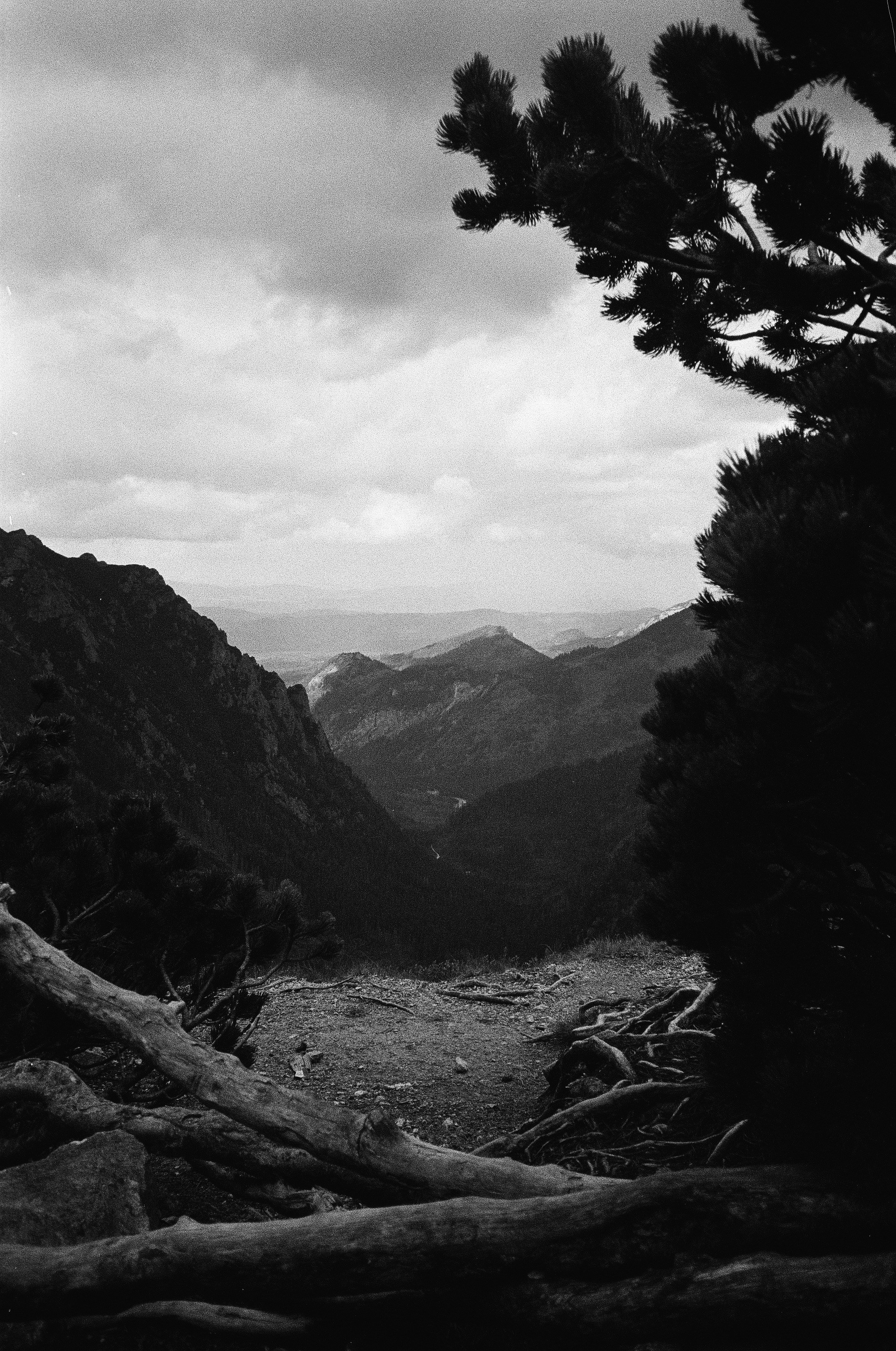 Black and white mountain valley with trees and exposed roots