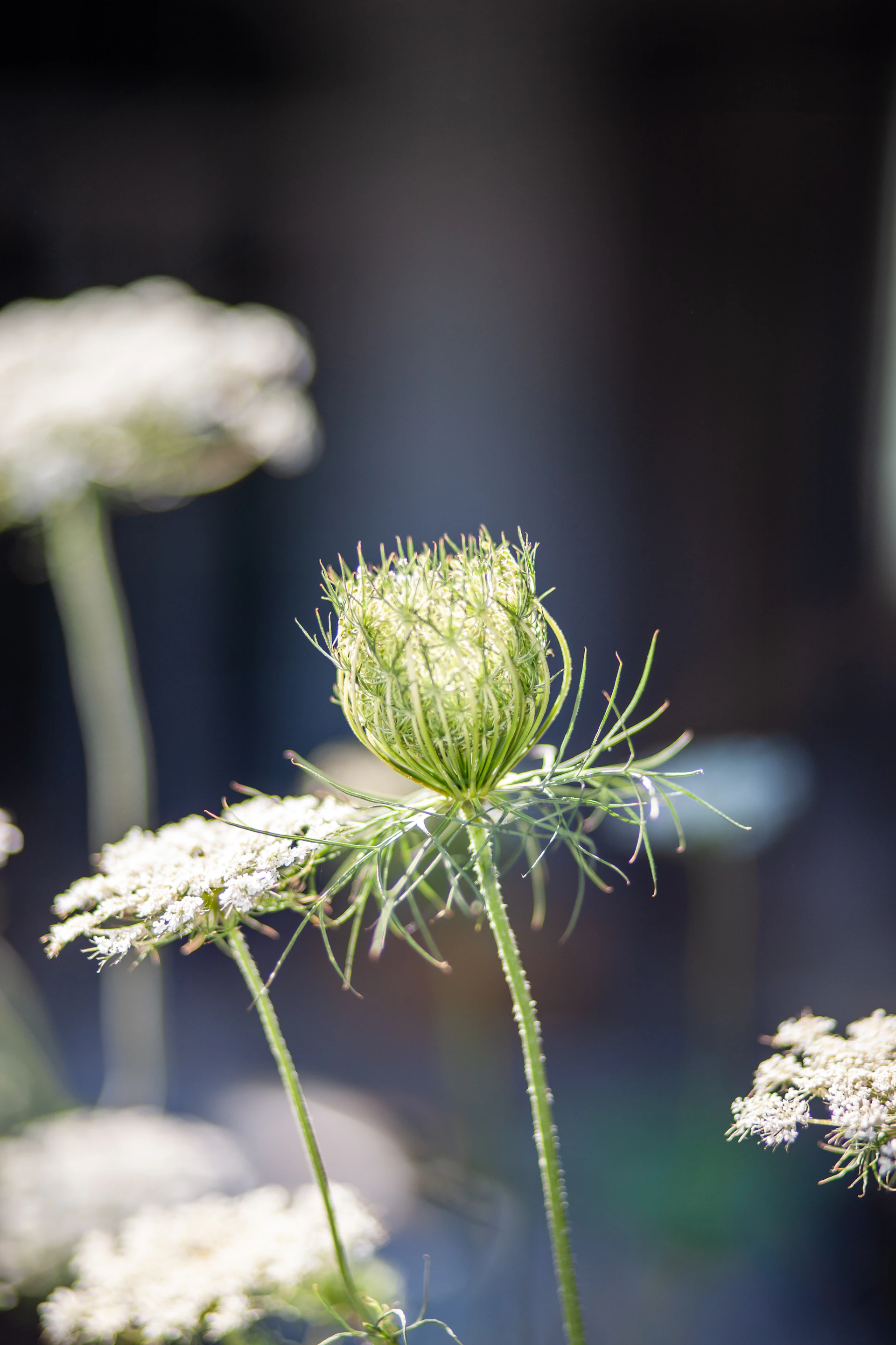 Green queen anne's lace flower bud in sunlight