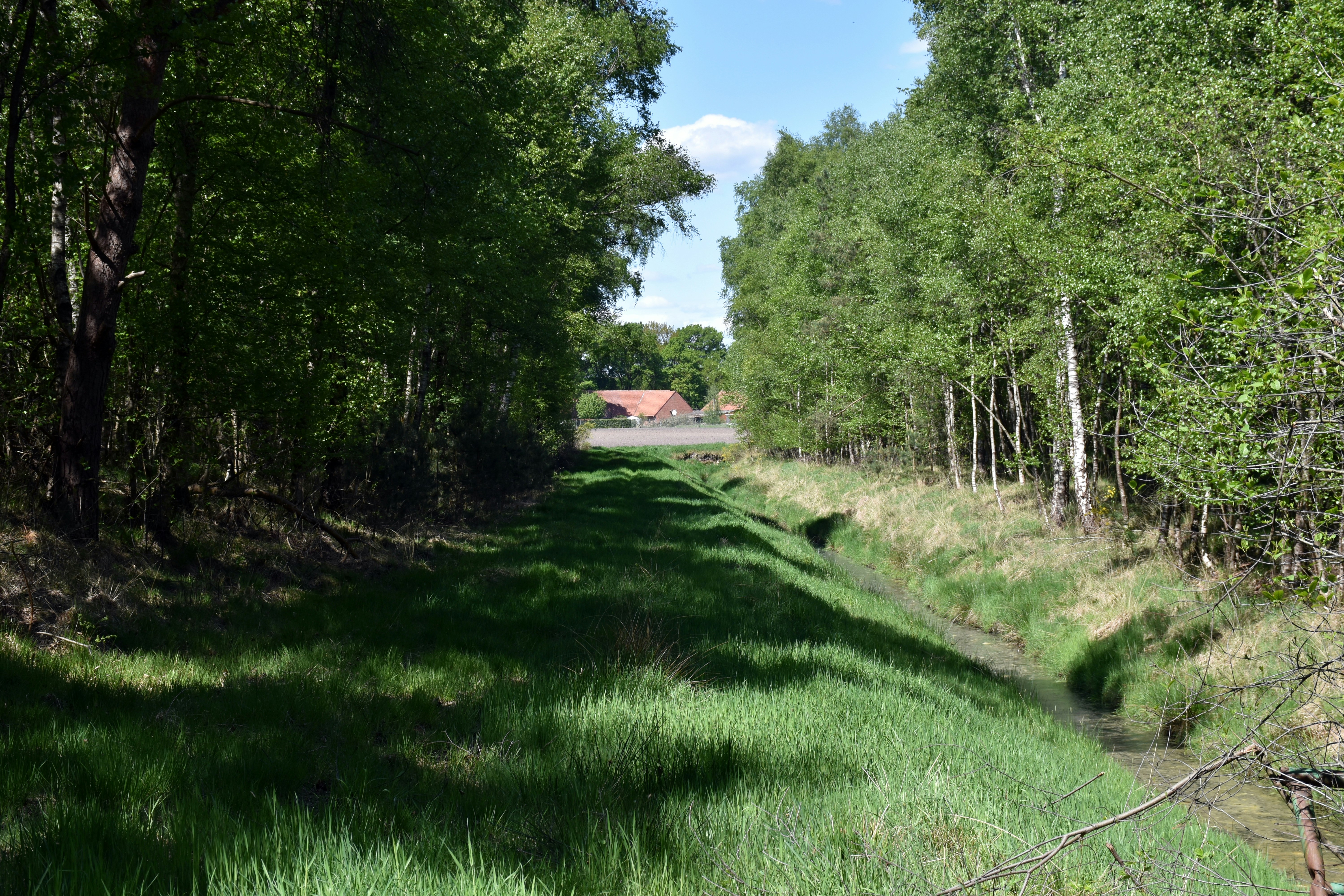 Caminho verde por uma floresta que leva a um prédio distante.