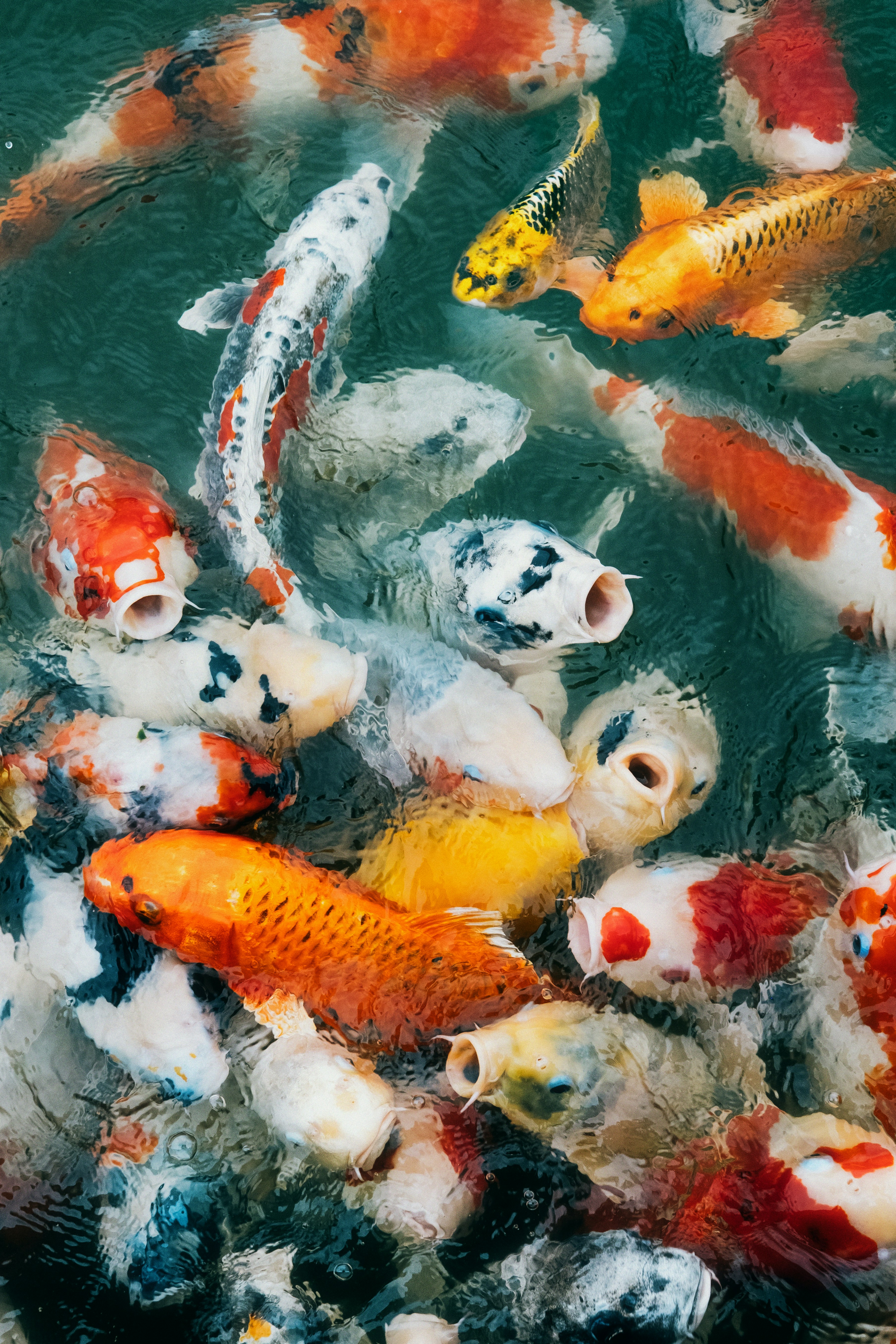 Colorful koi fish with open mouths swimming in water. - 相关推荐