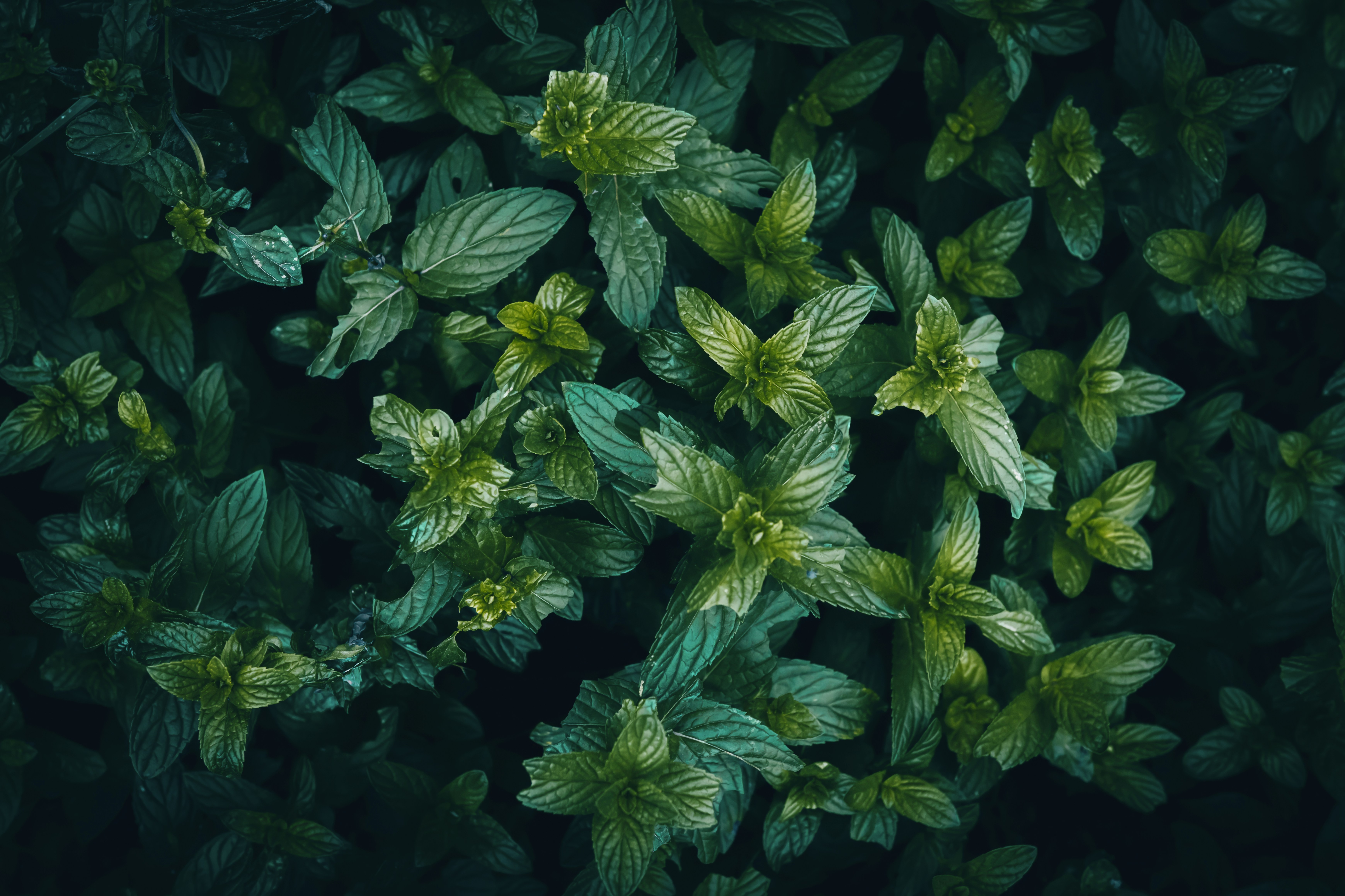 Lush green mint leaves growing in a dark garden.