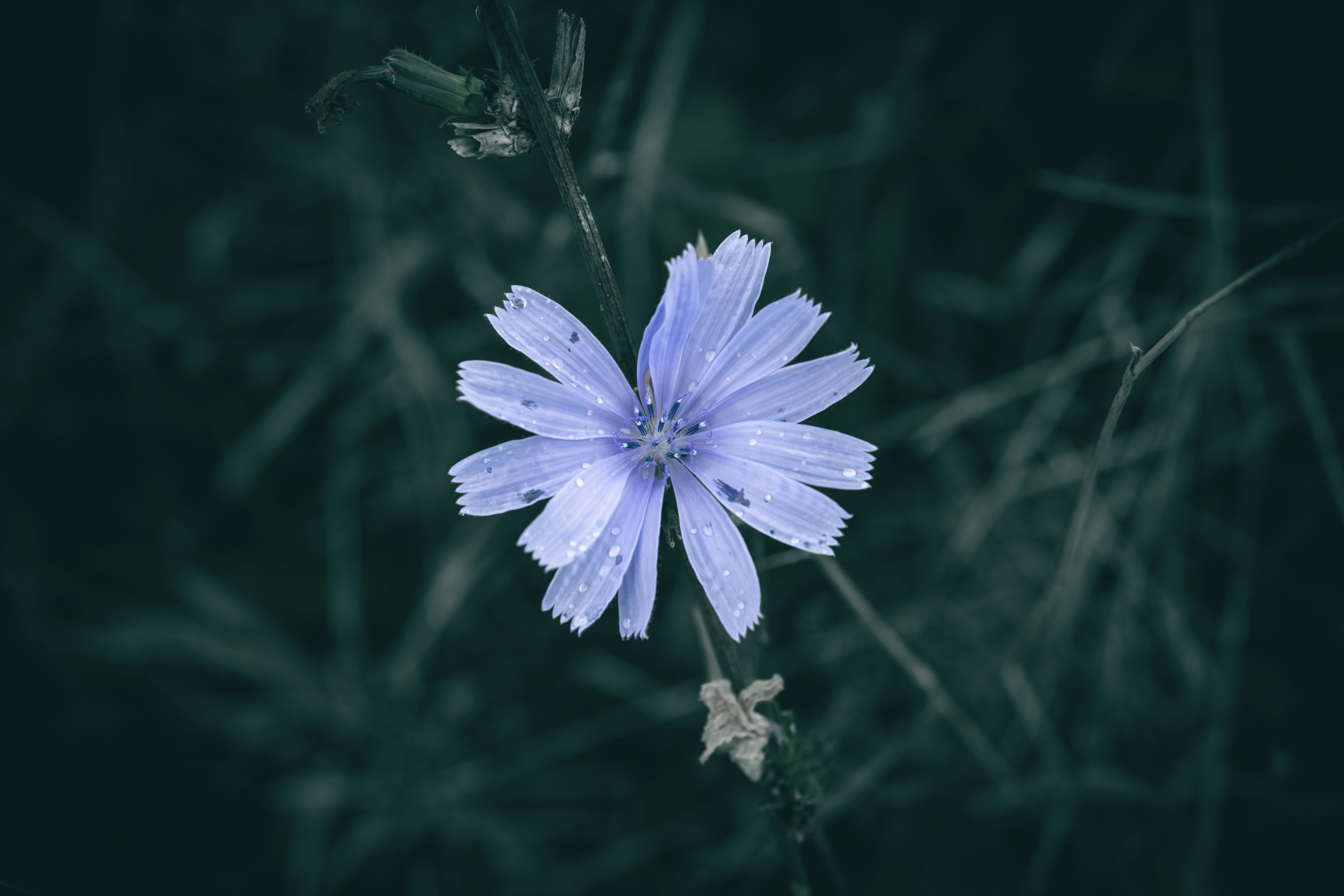 A single light blue flower against a dark green background.