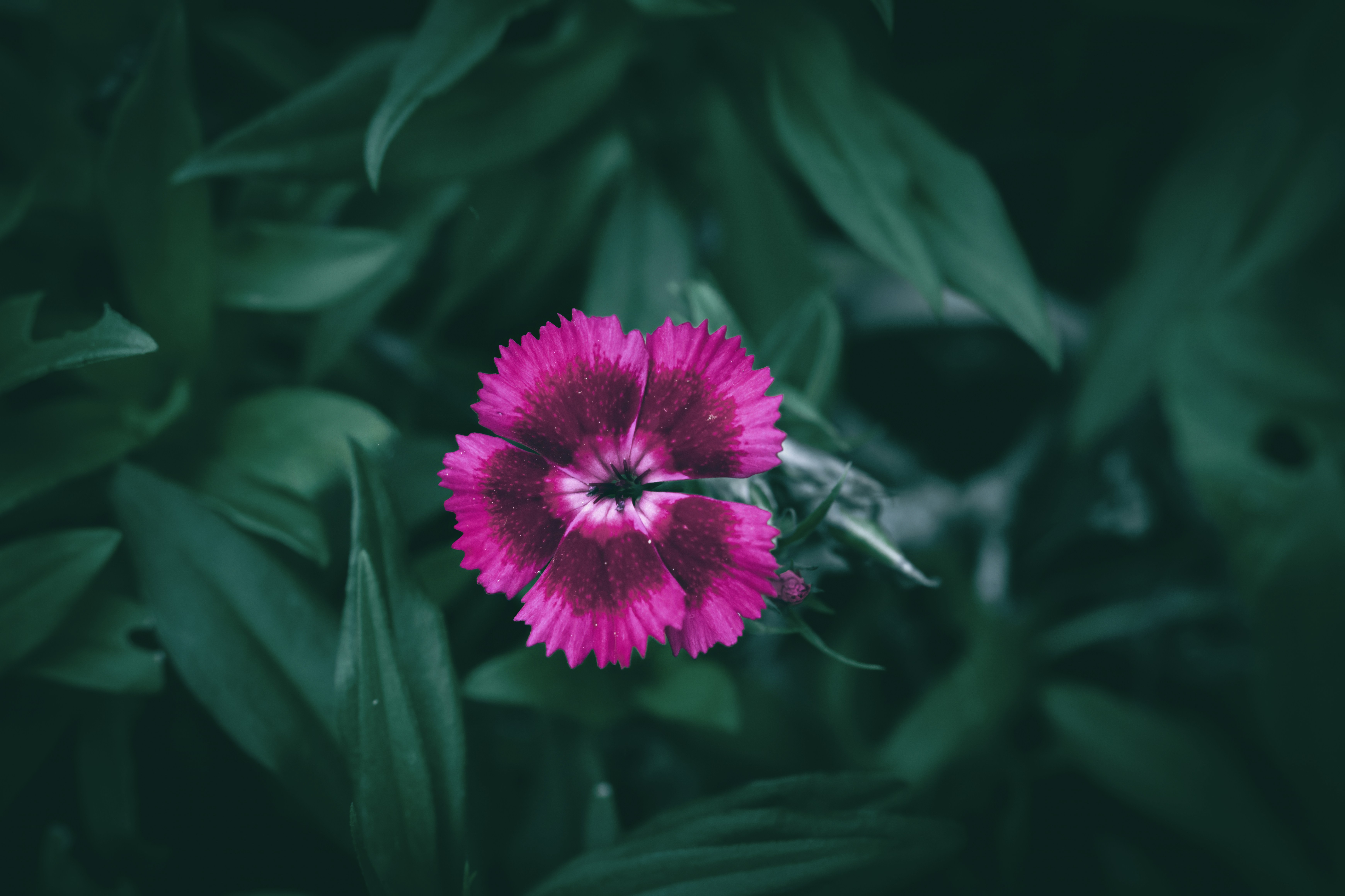 A vibrant pink flower surrounded by dark green leaves.