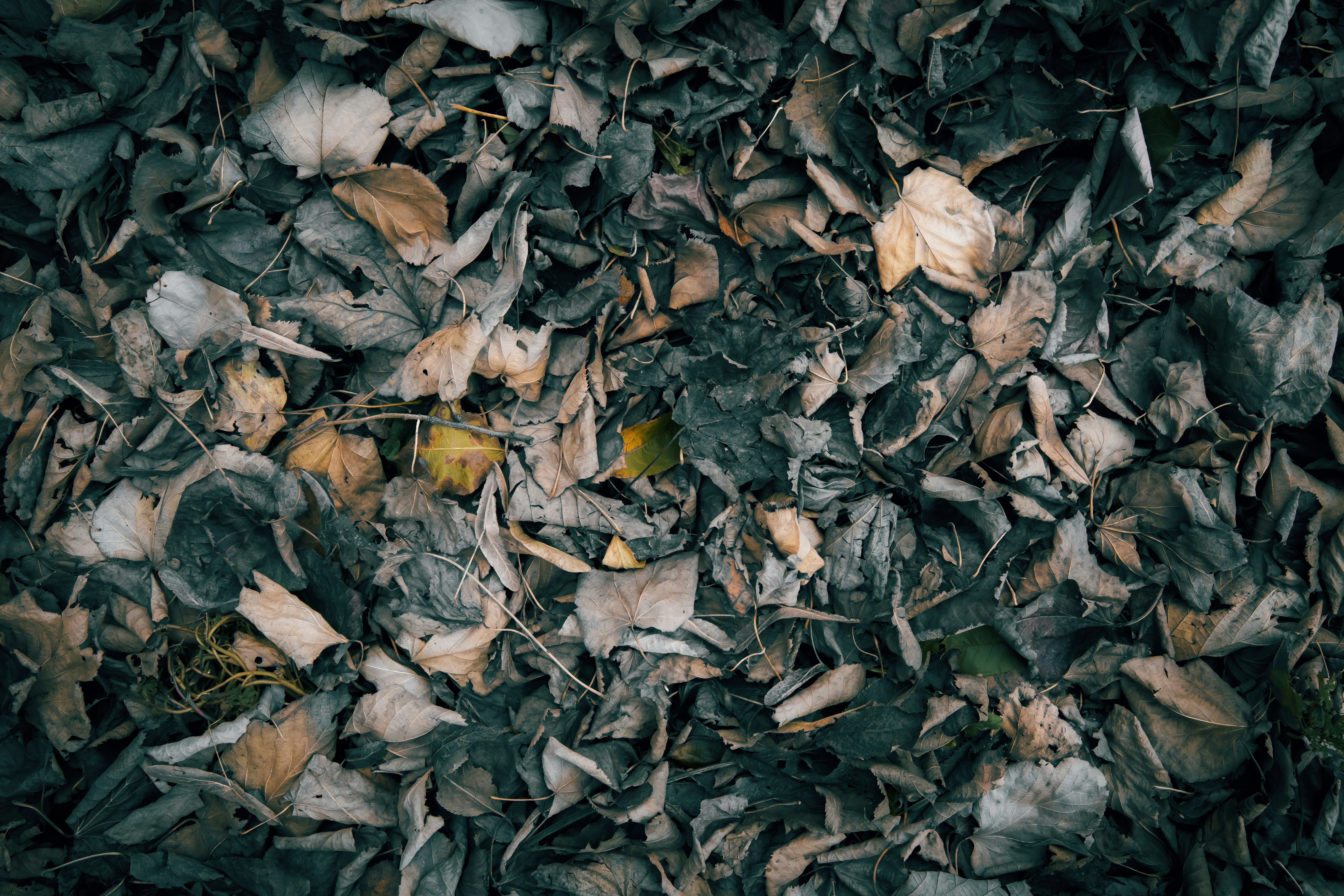 Dry, fallen leaves covering the ground.