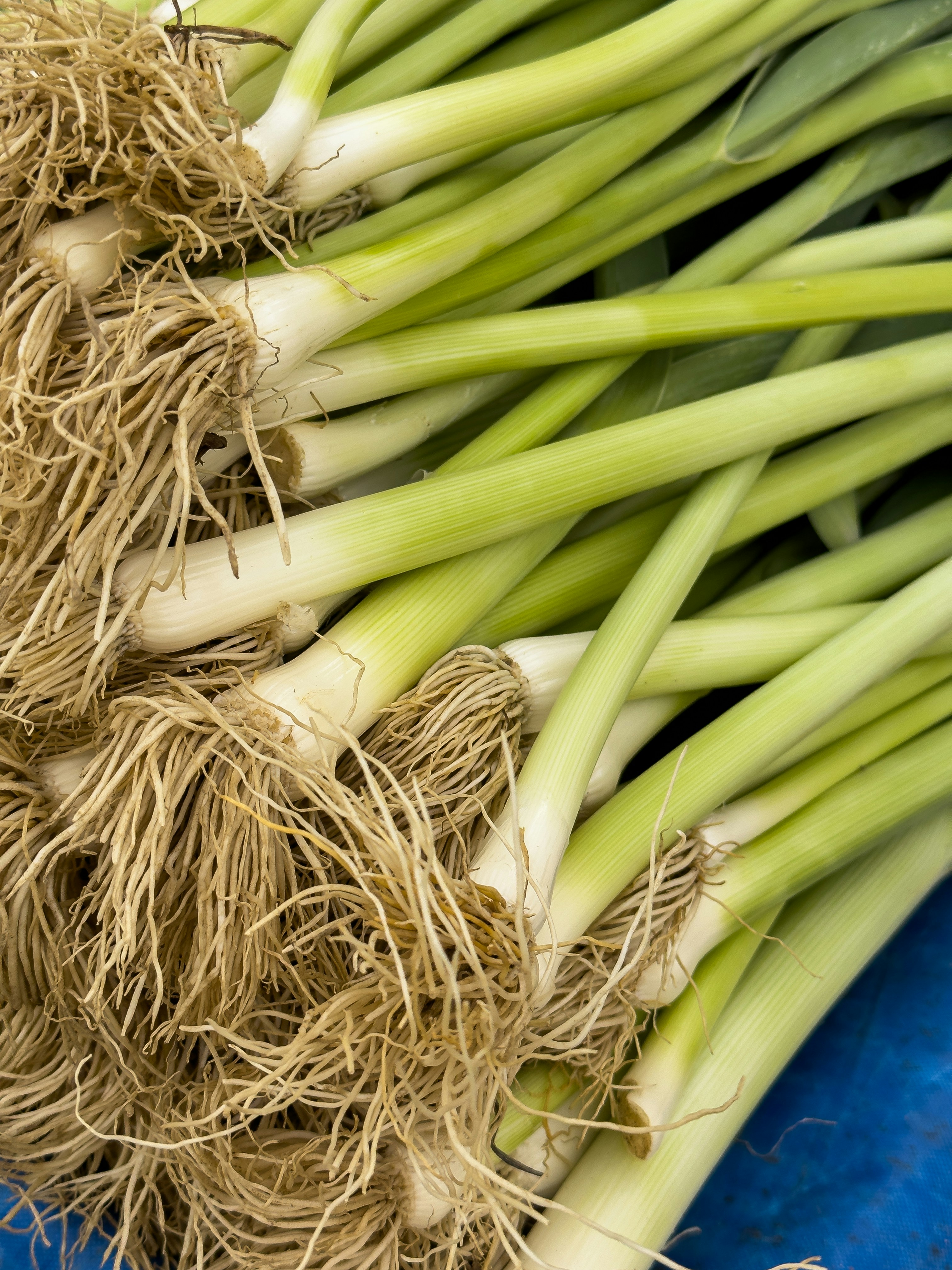 Daun bawang segar dengan akar yang ditumpuk bersama