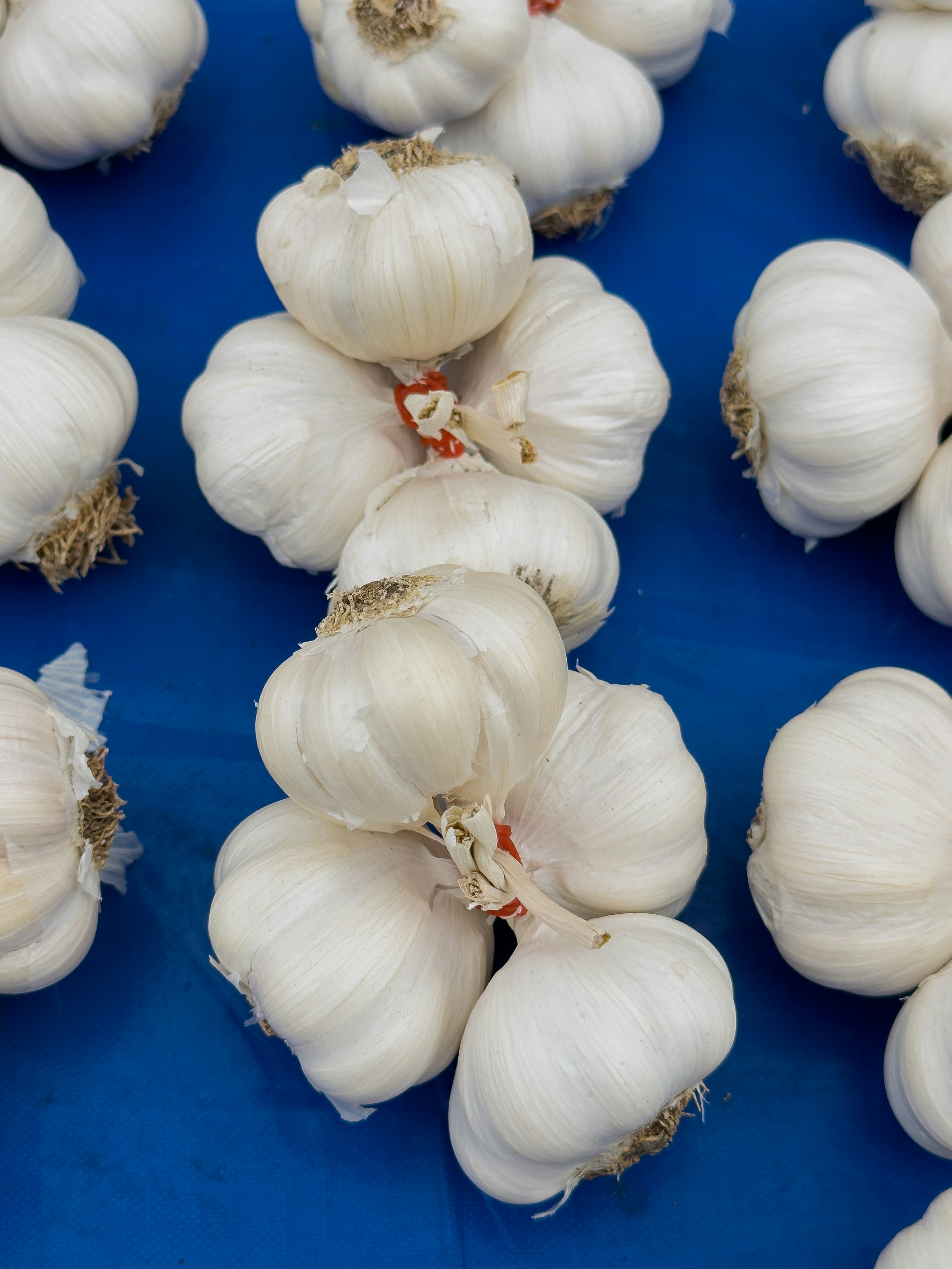 Bundles of white garlic bulbs on blue background