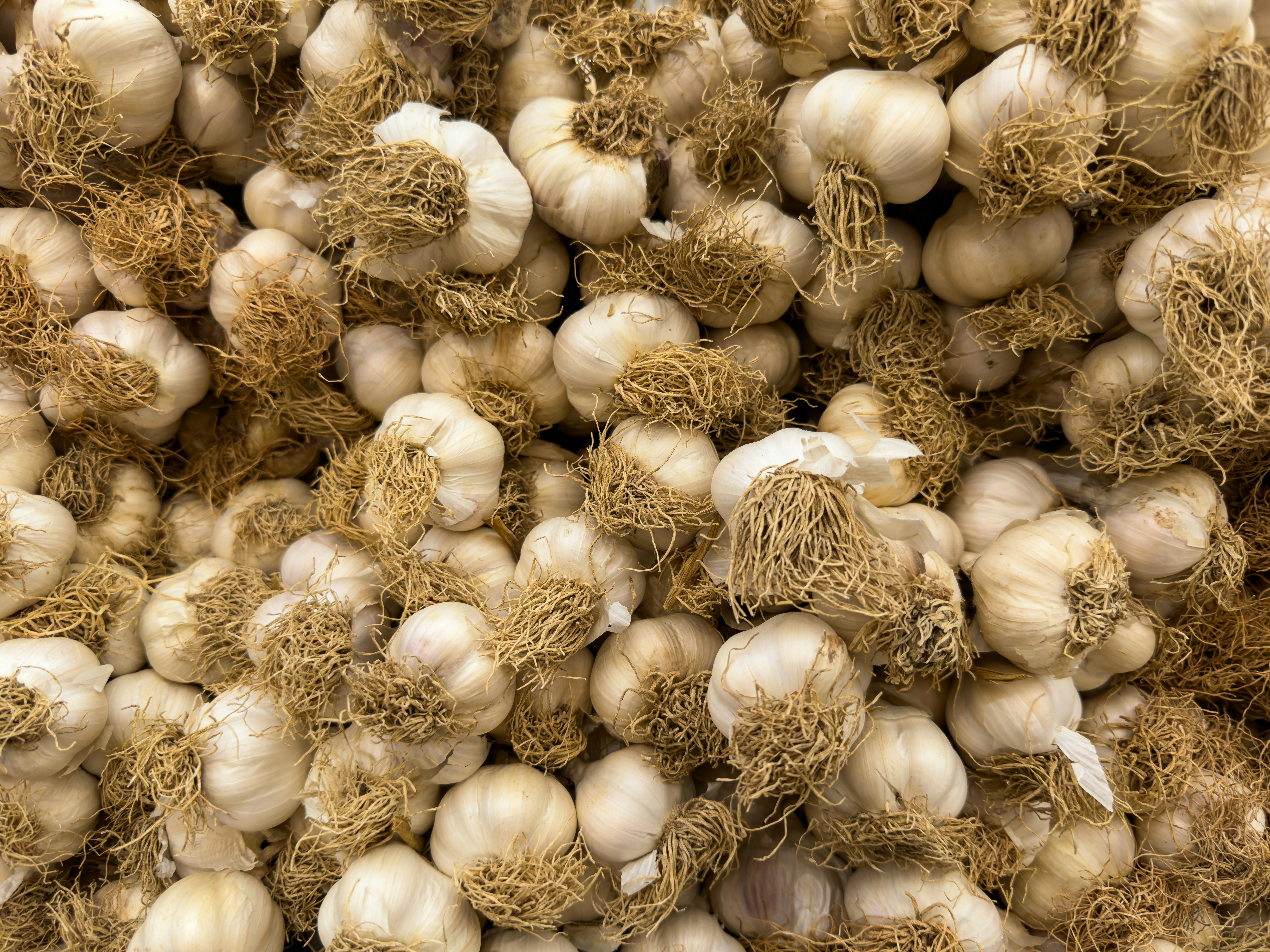 Fresh garlic bulbs with roots for sale
