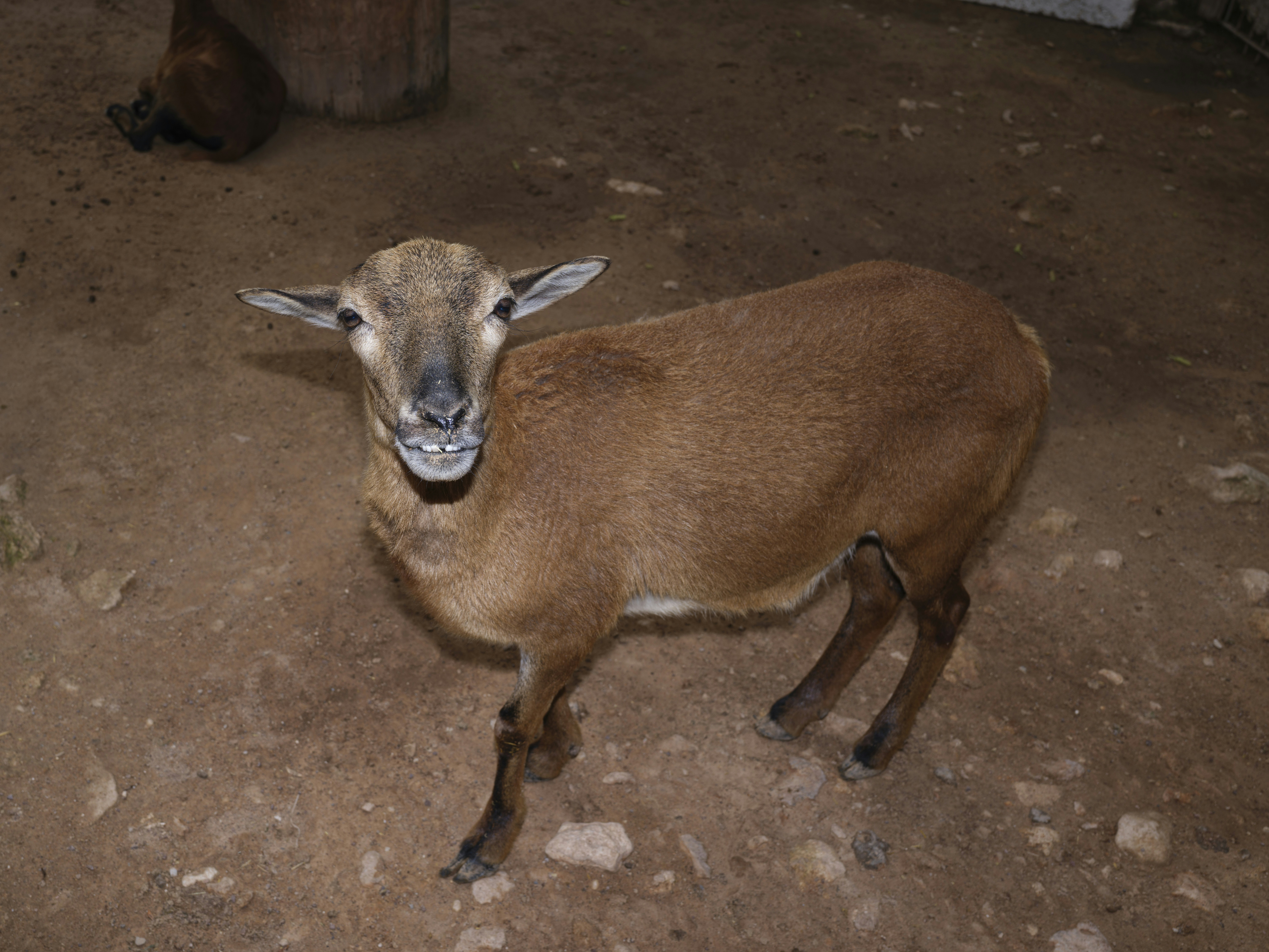 Brown sheep standing on dirt ground