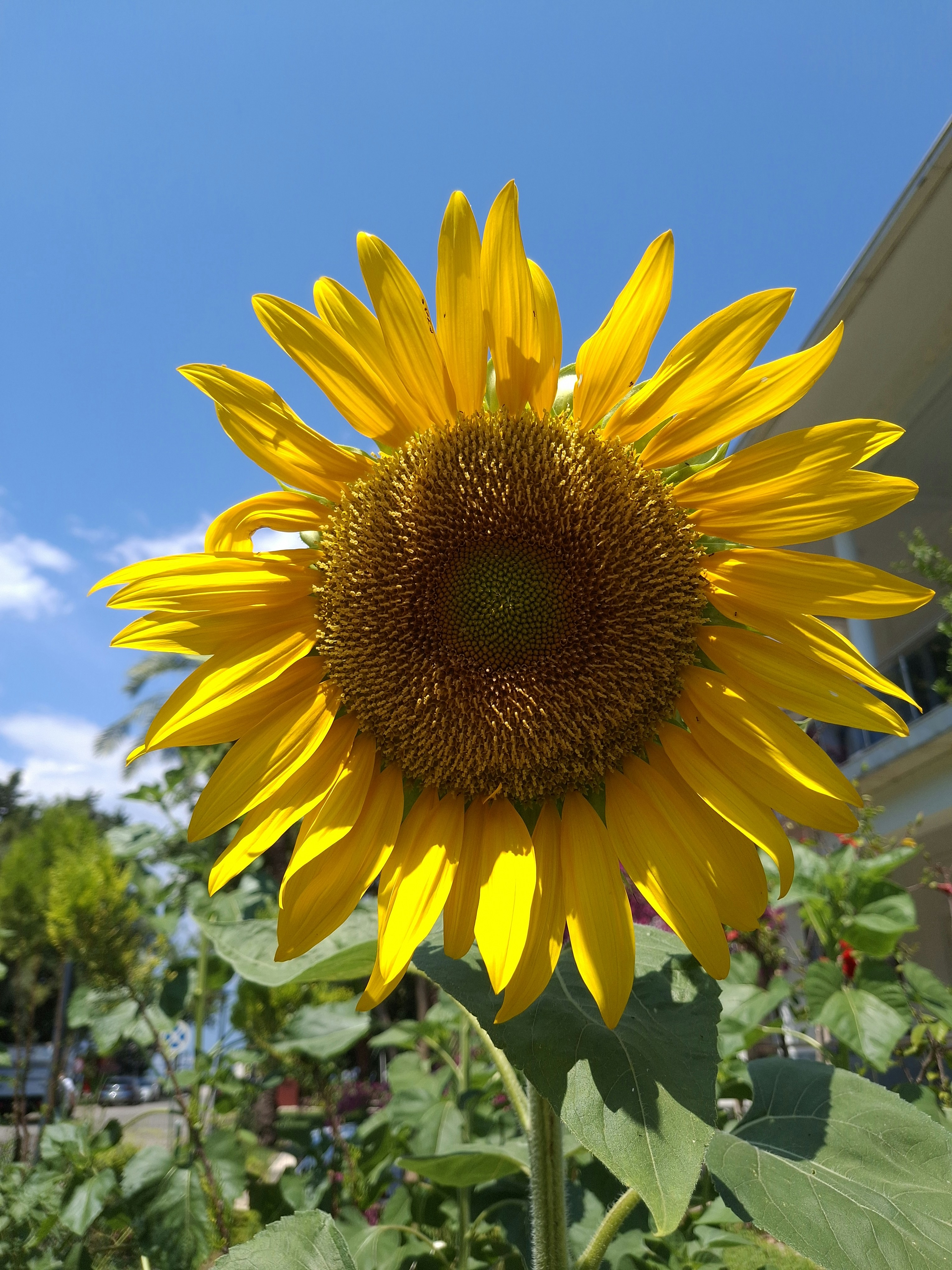 Yellow sunflower under summer sunshine