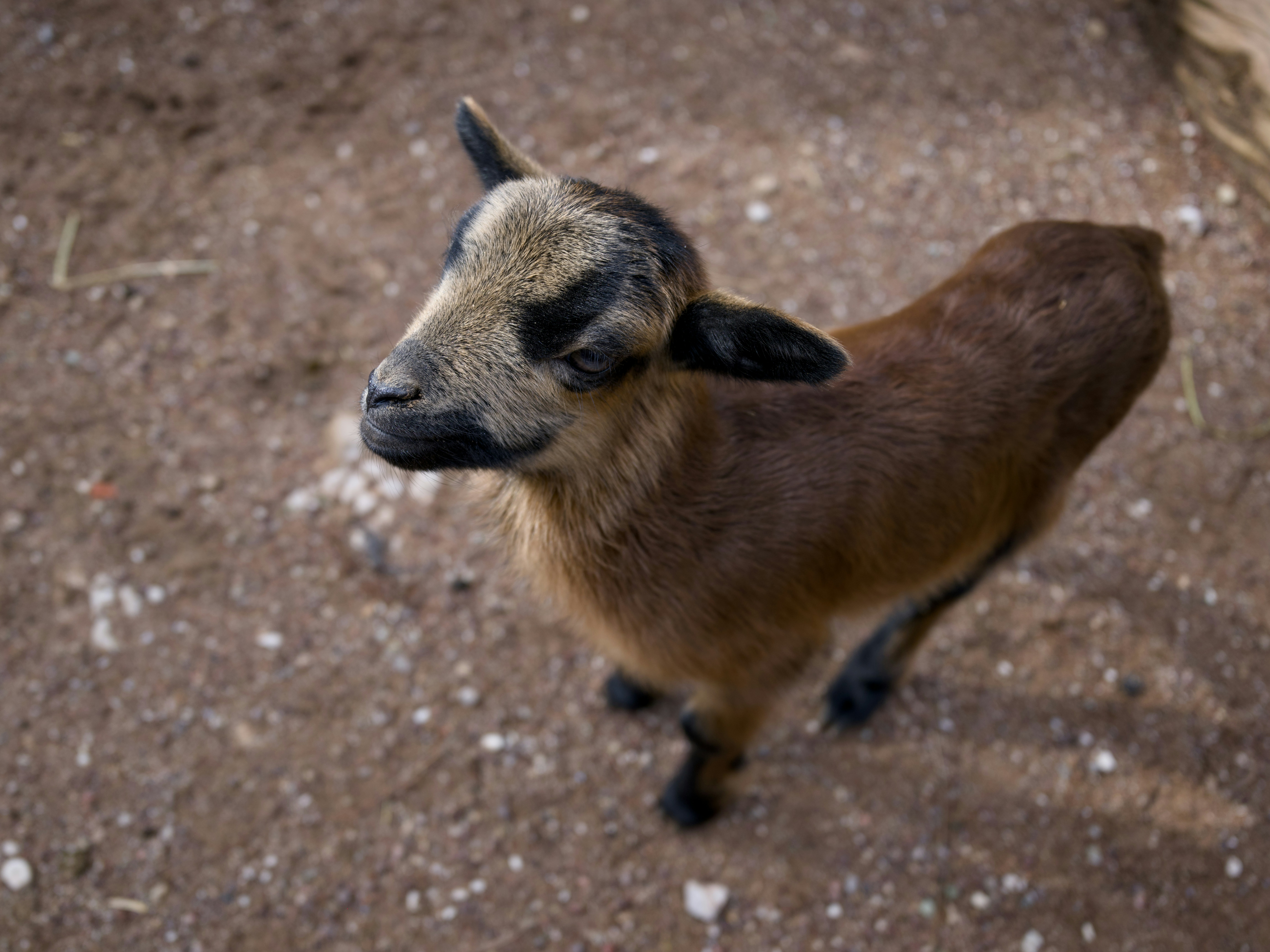 Brown lamb with dark face on farm ground