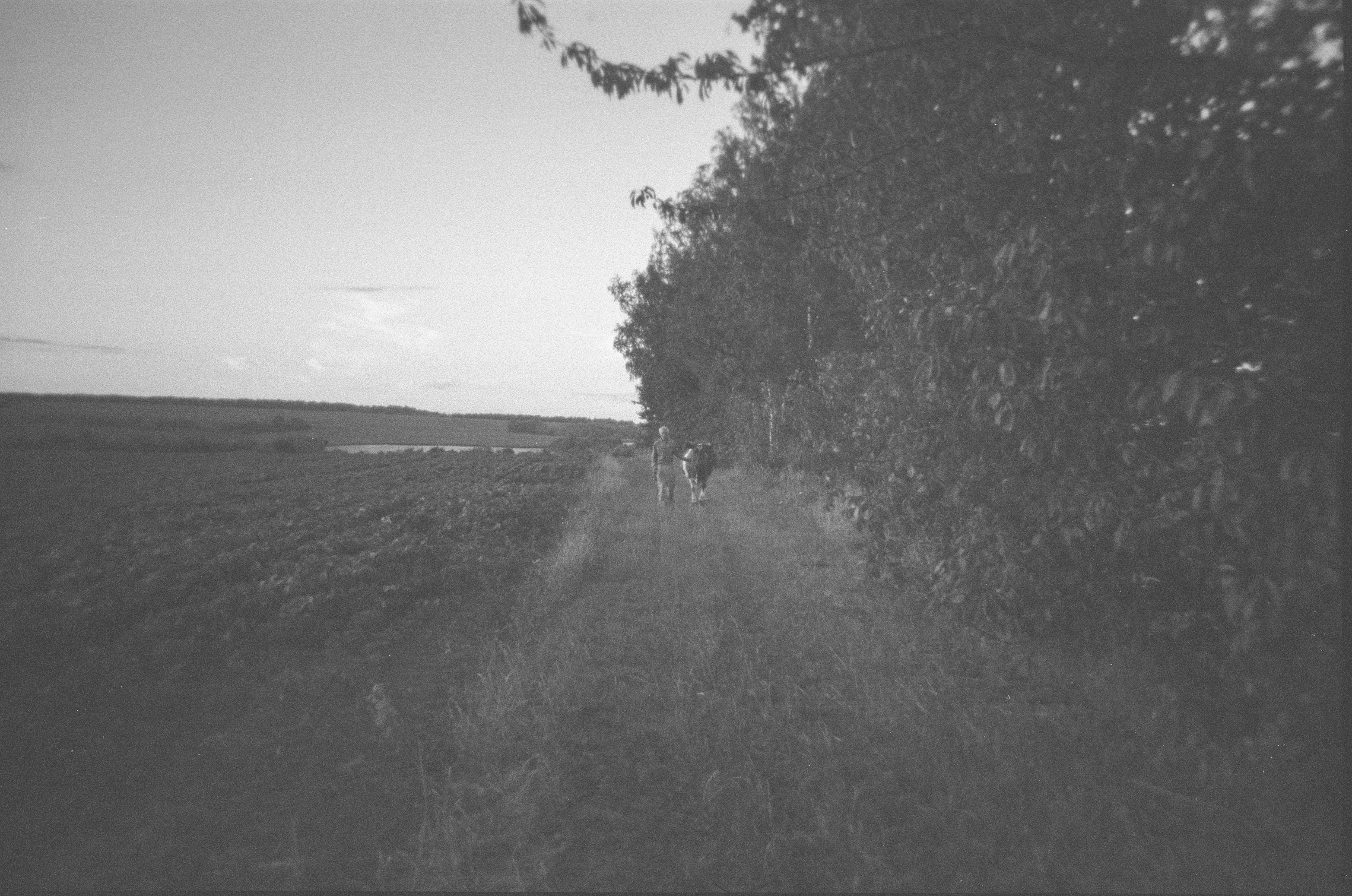 Grassy path alongside trees and an open field