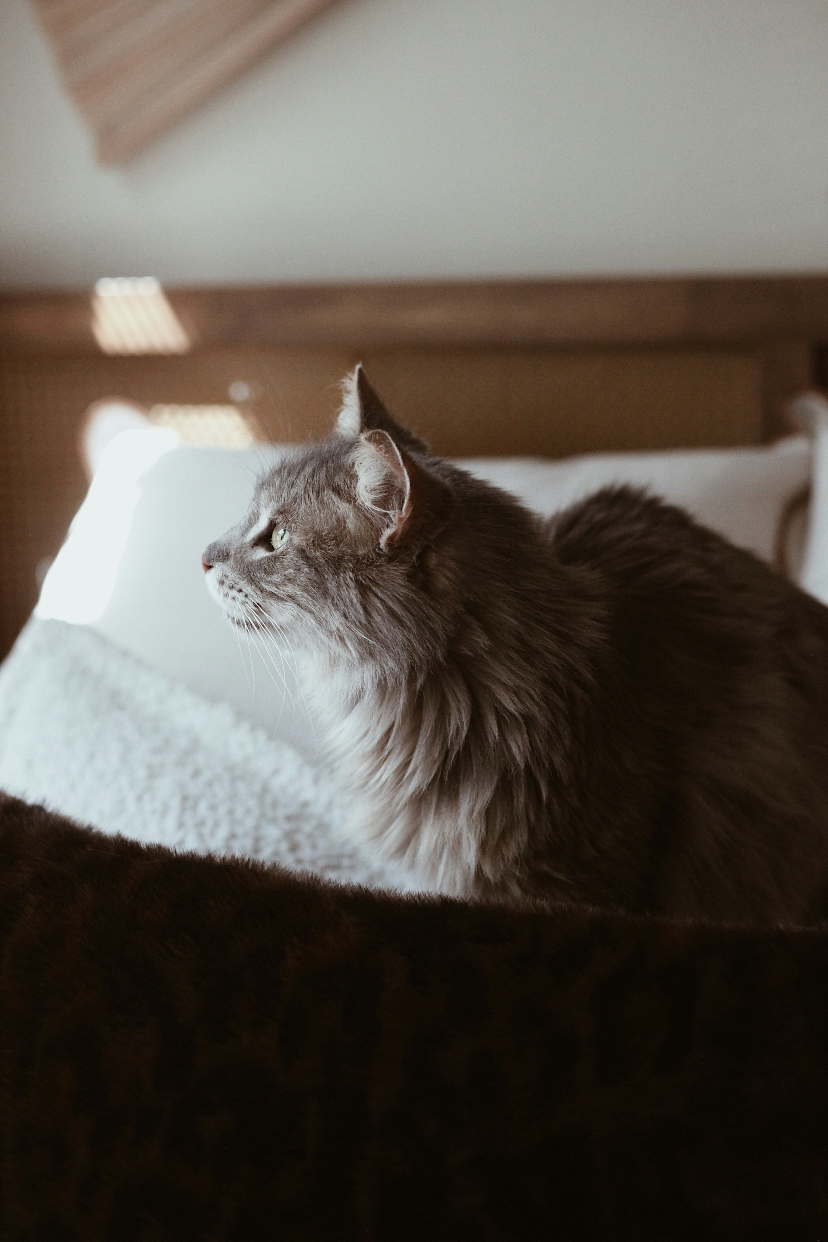 A grey fluffy cat sitting on a bed looking left