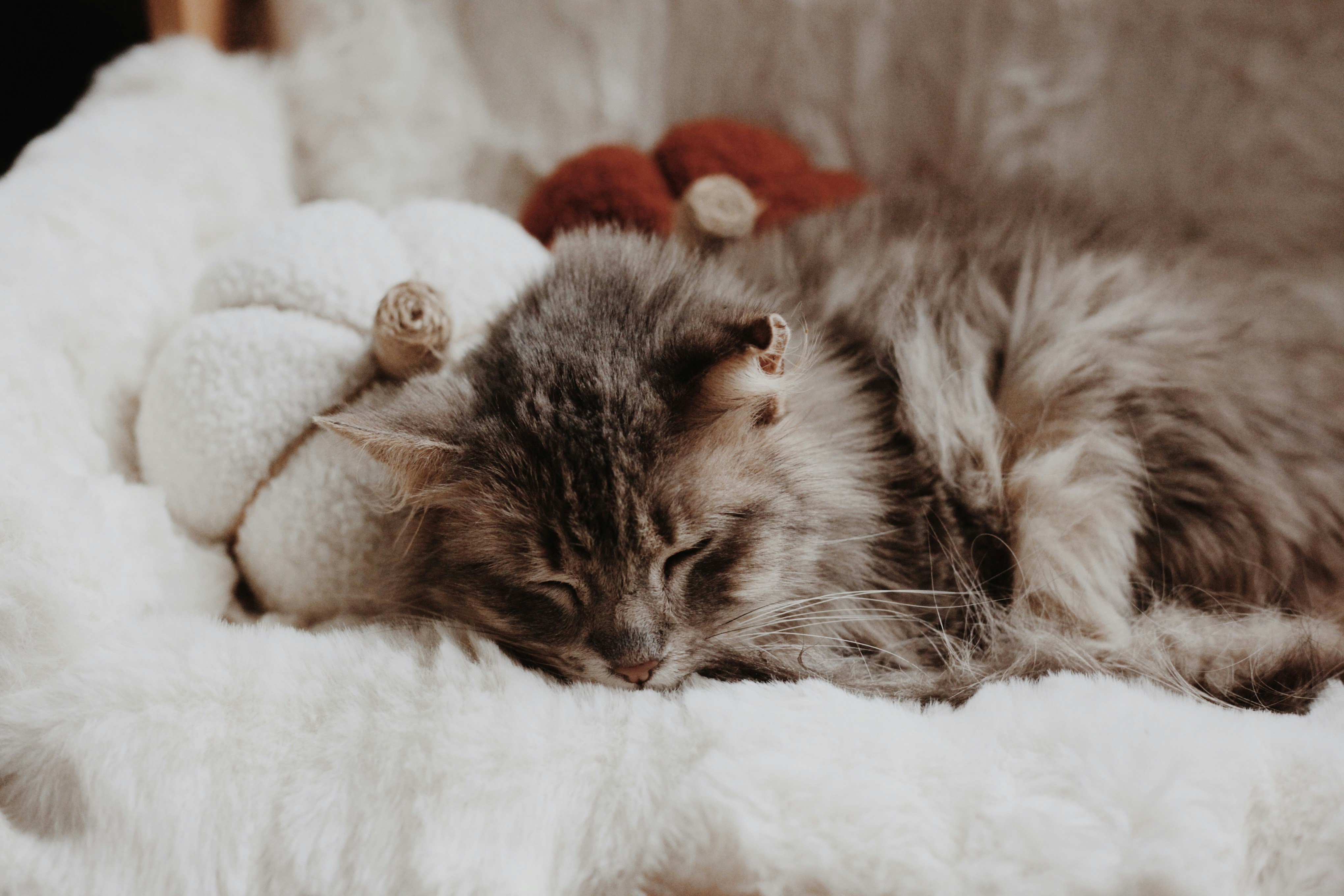 Grey kitten sleeping on a white furry blanket with pumpkins.