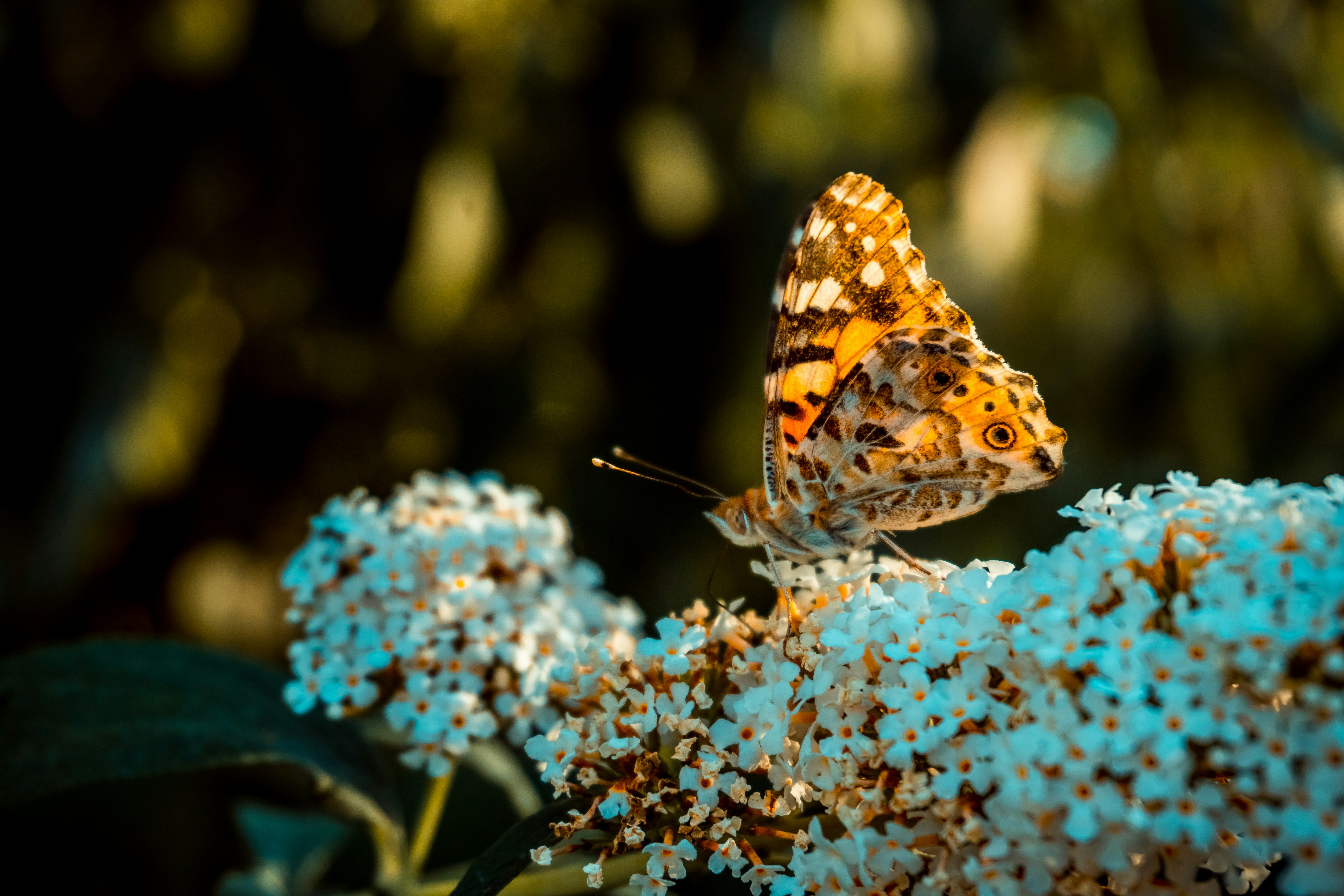 A beautiful butterfly with spotted wings rests on white flowers.
