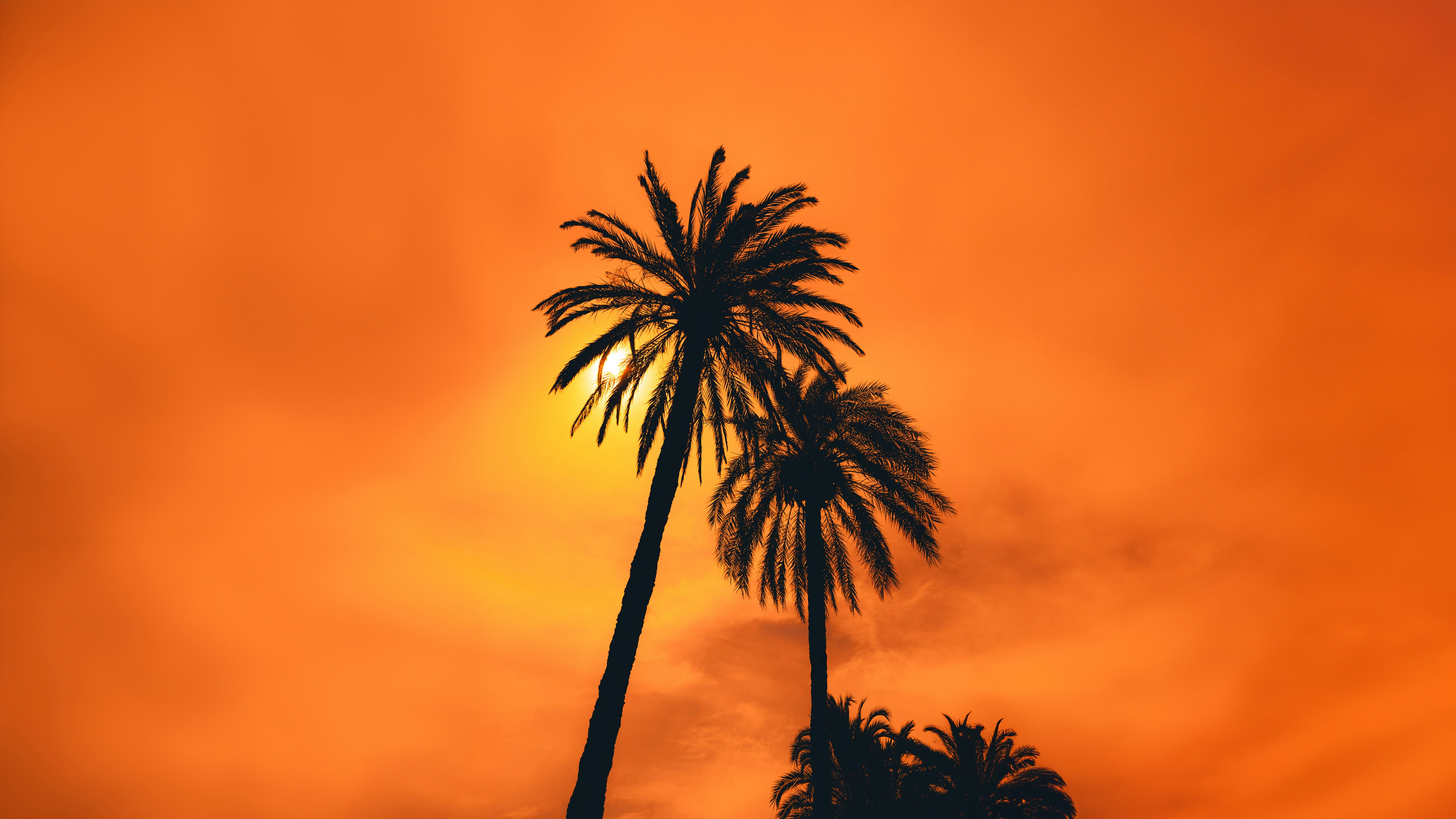Silhouetted palm trees against a vibrant orange sunset sky.