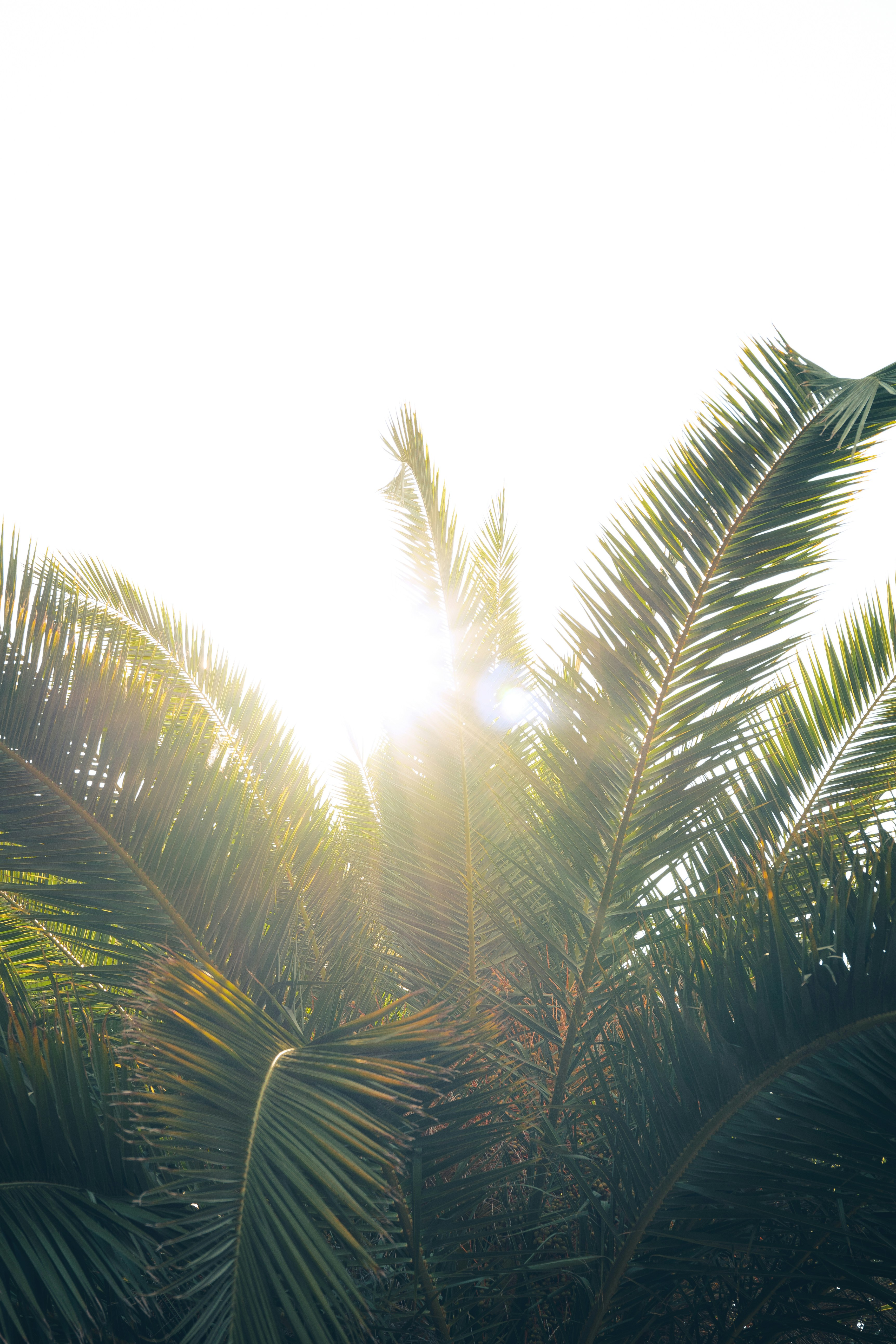 Sunlight bursts through green palm fronds on a bright day.