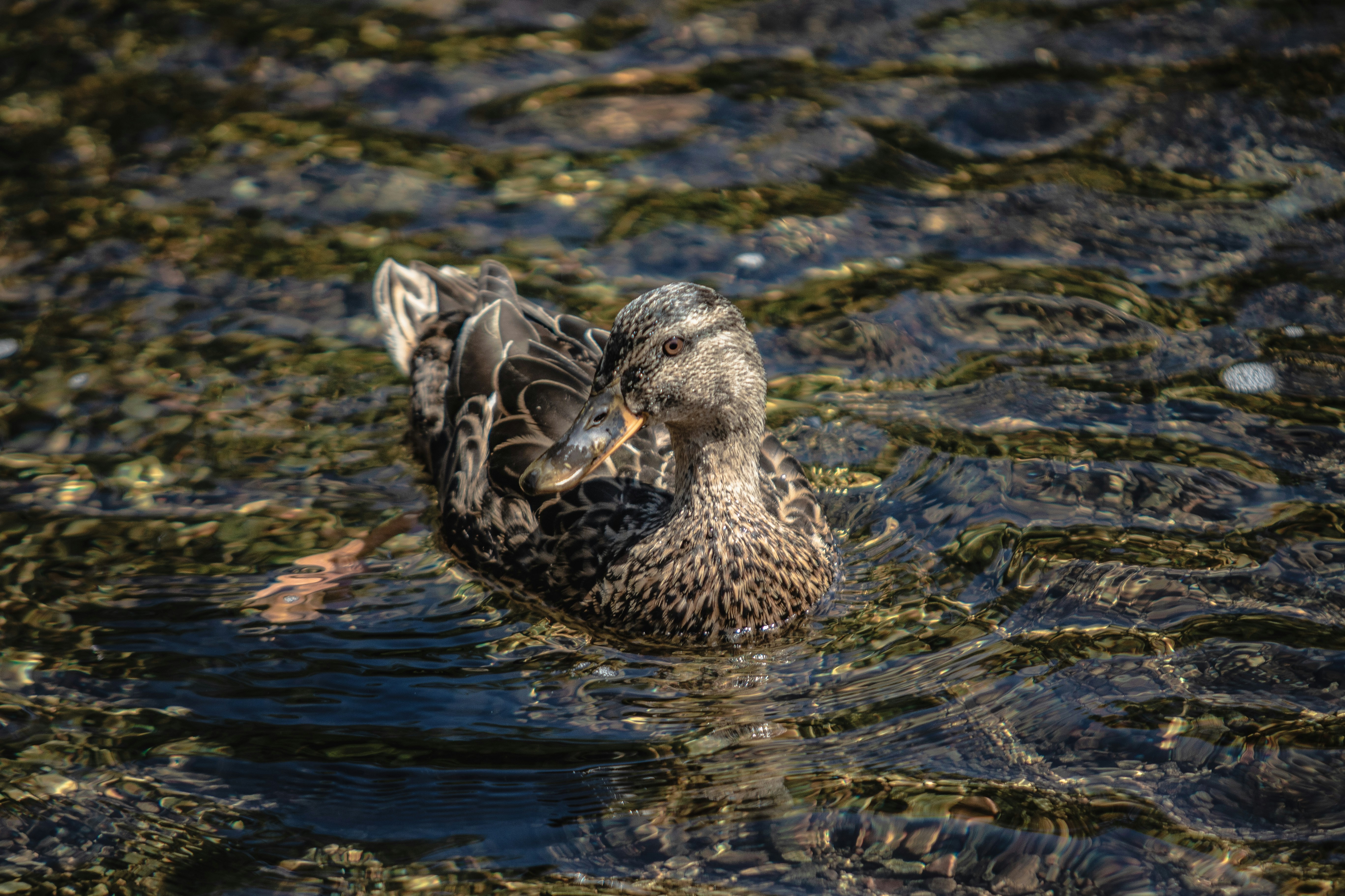A brown duck preening in clear, shallow water.