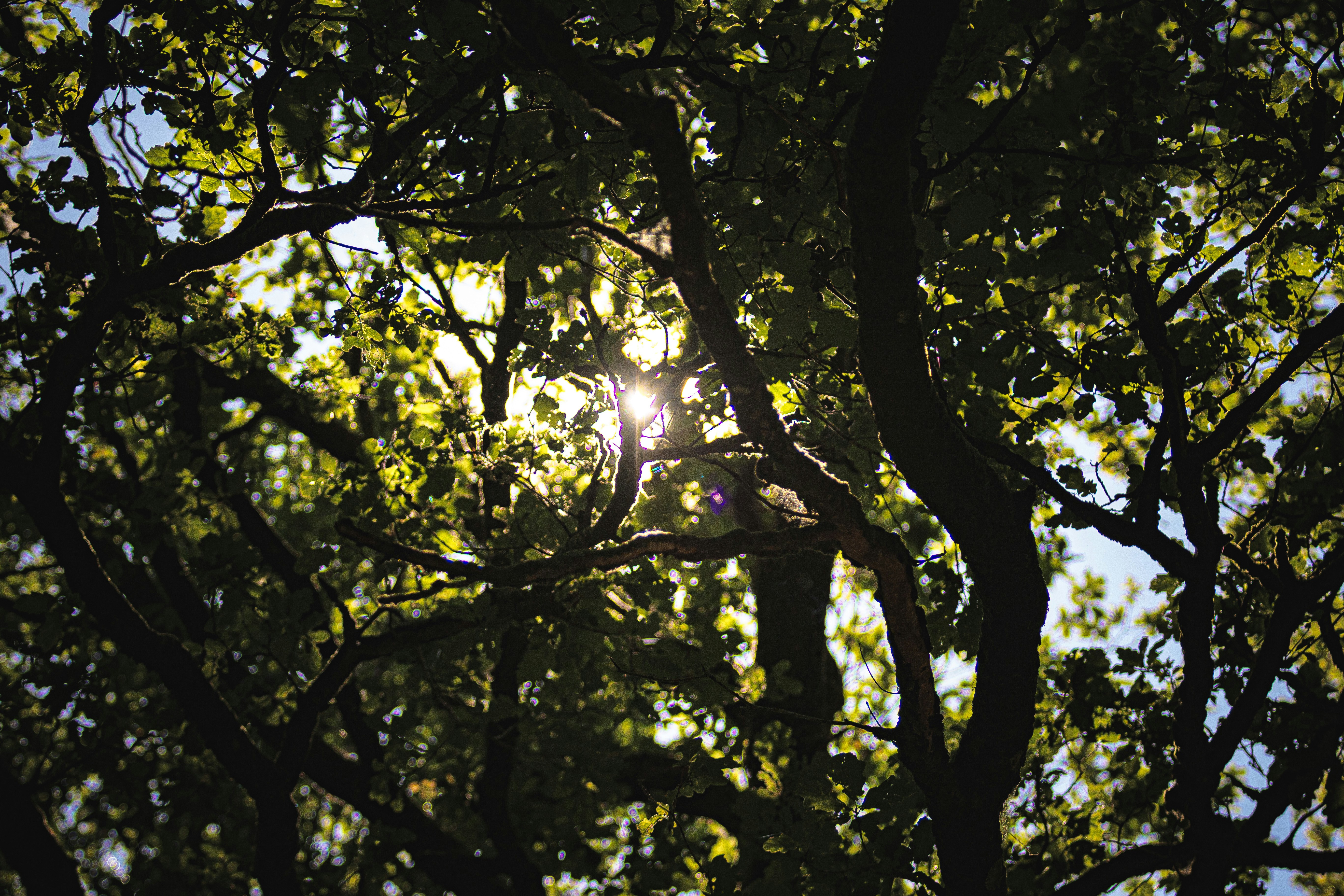 Sunlight shines through green leaves and dark tree branches.