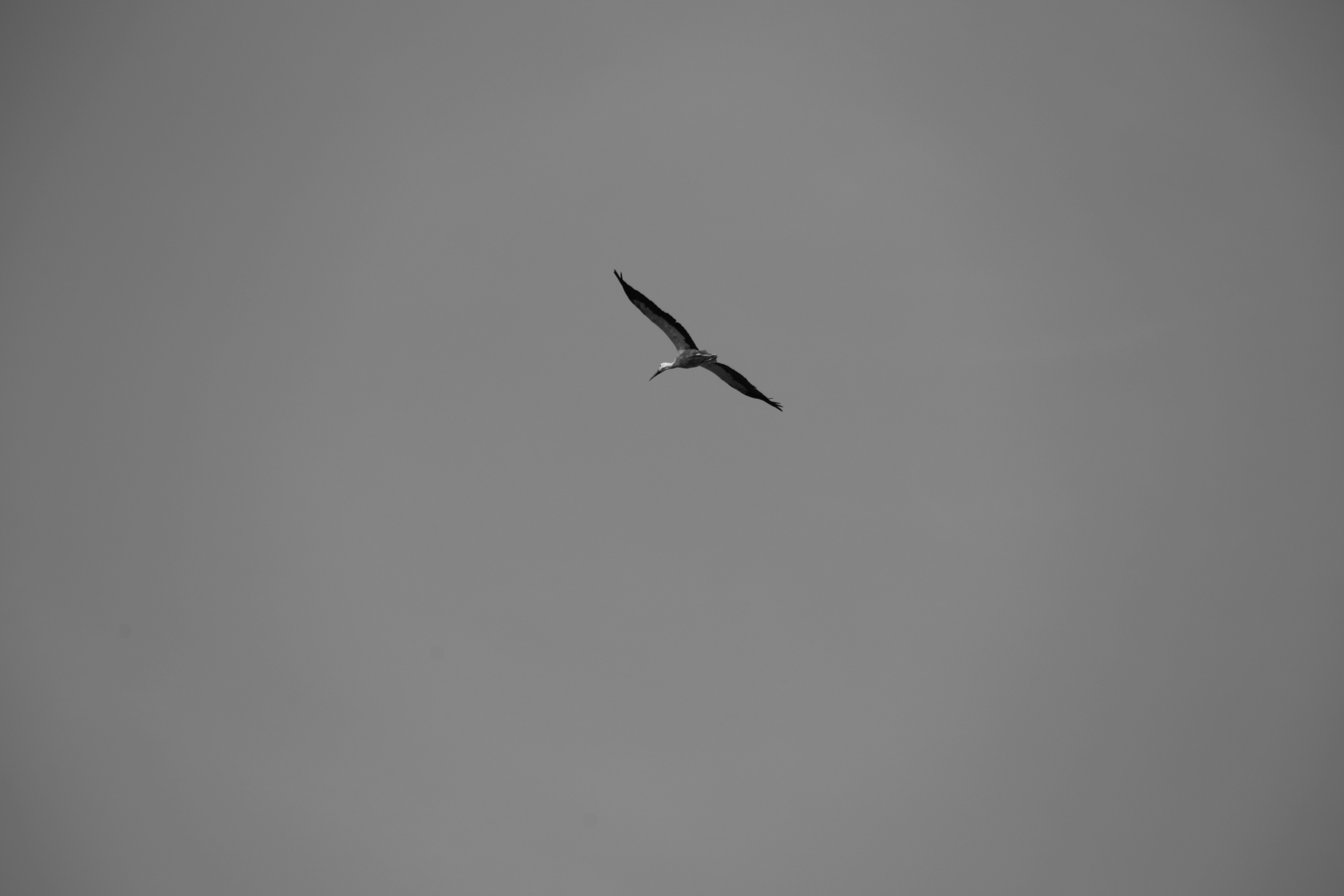 A bird soaring against a gray sky.
