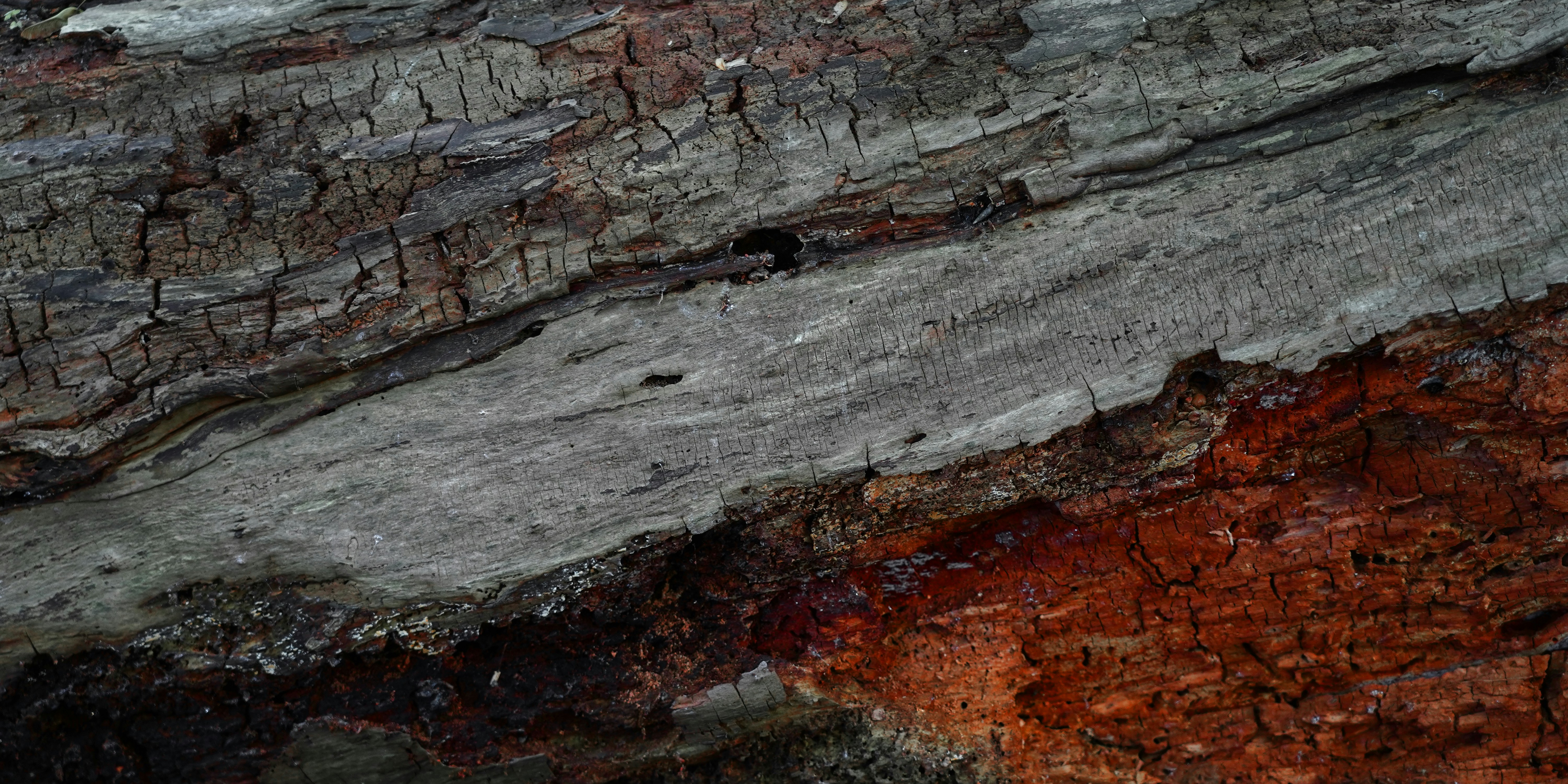 Textured tree bark with gray and reddish-brown sections.