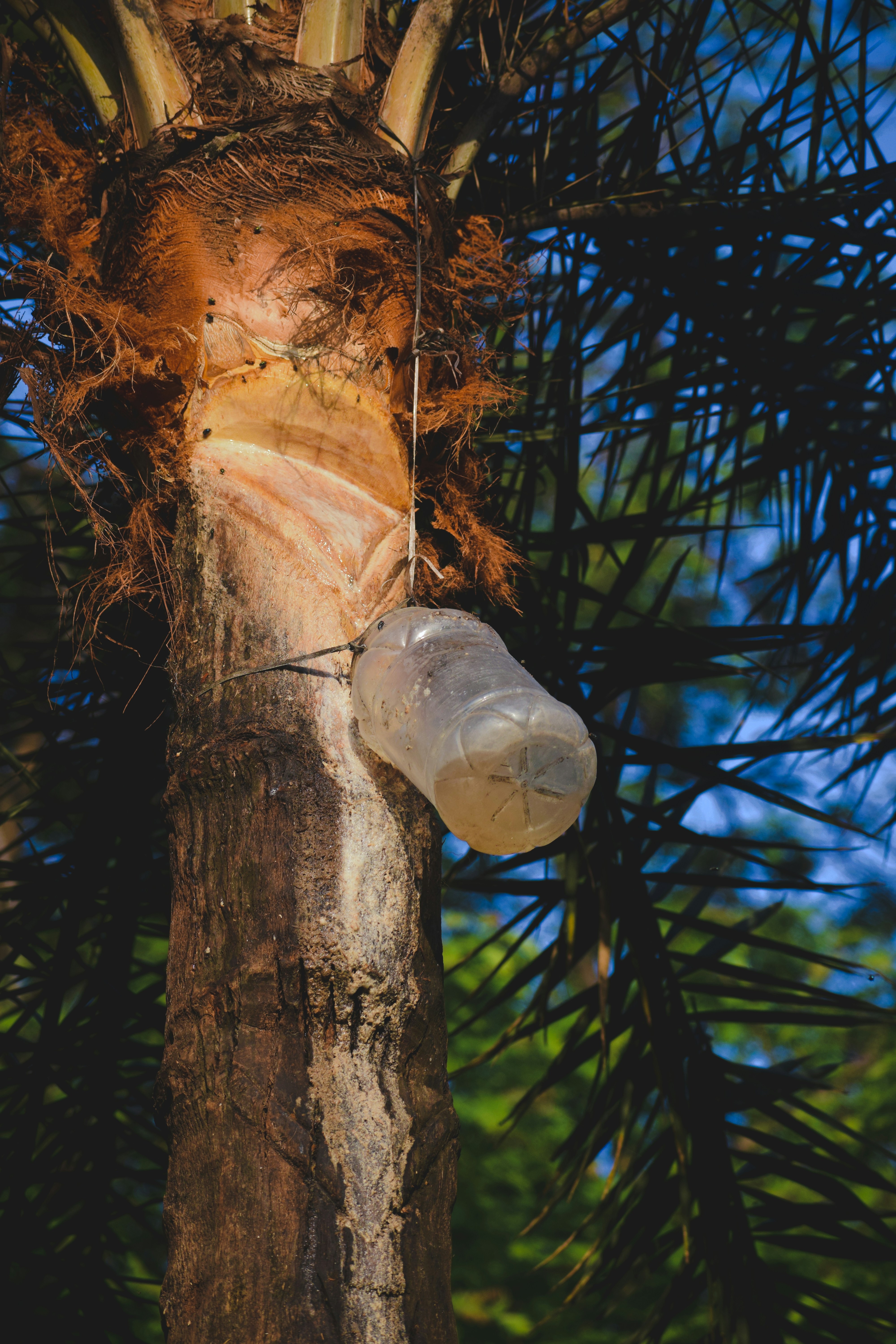 A plastic bottle collecting sap from a palm tree trunk.