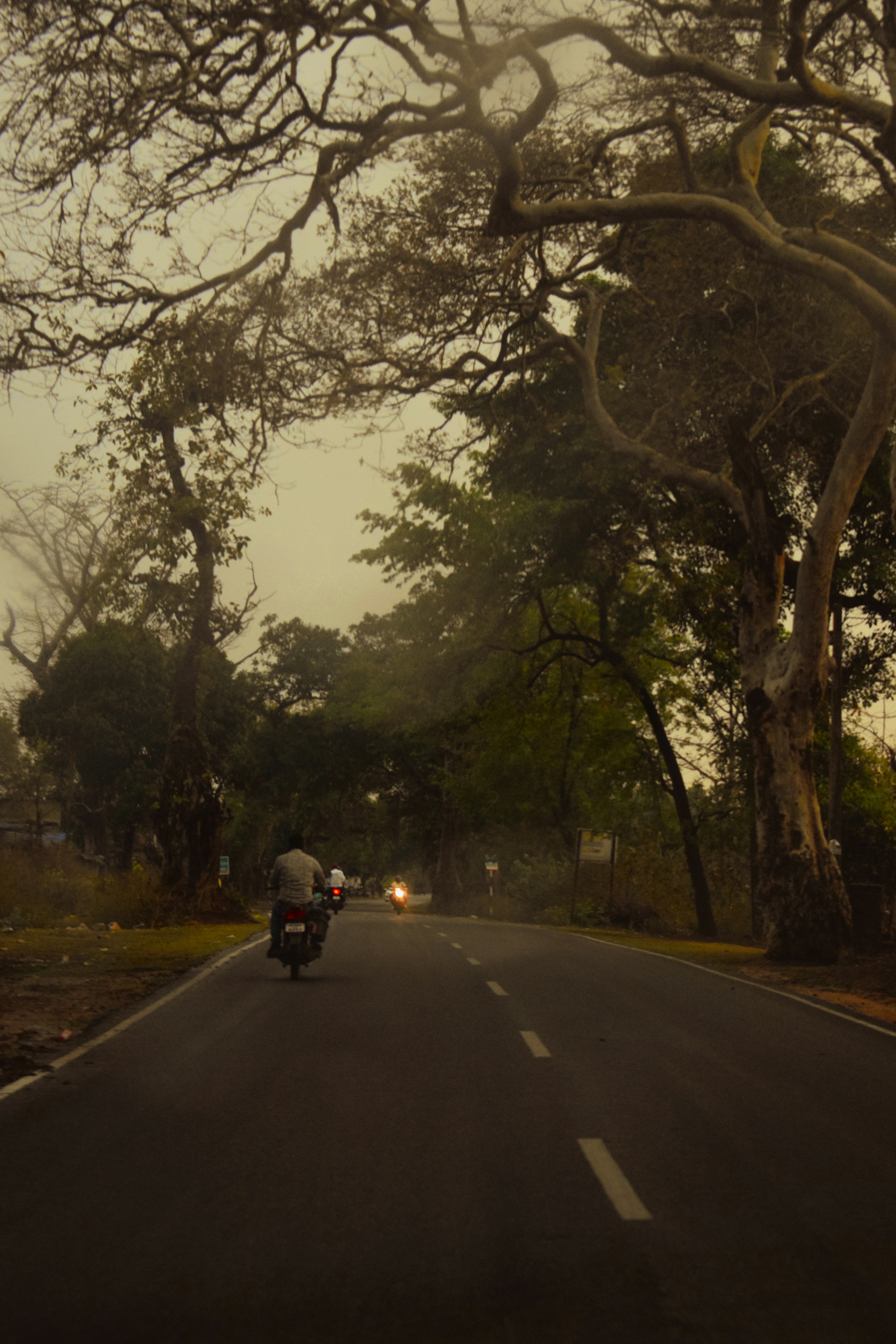 Motorcycle on a tree-lined road under a hazy sky.