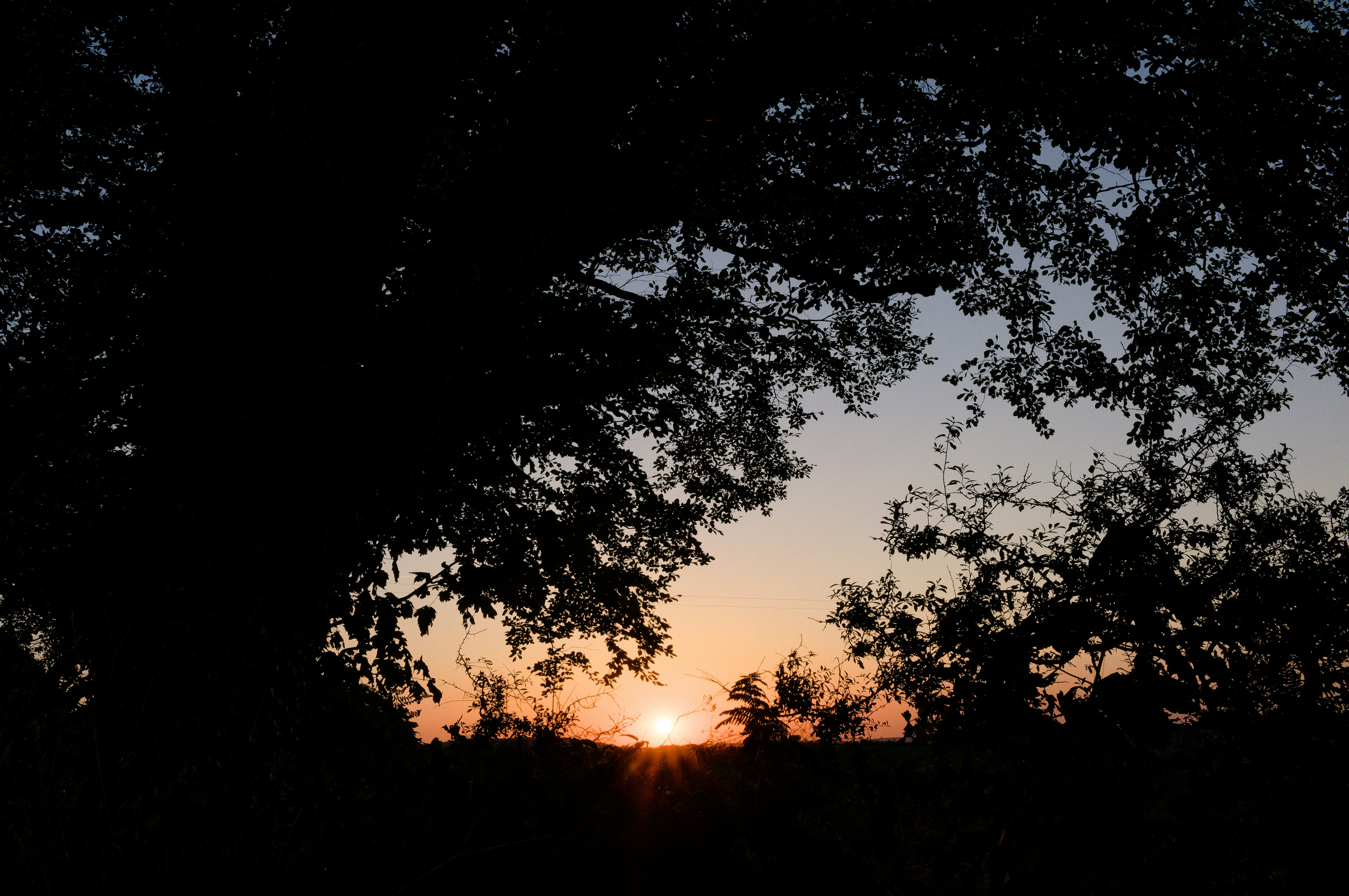 Sunset over a horizon with dark tree silhouettes.