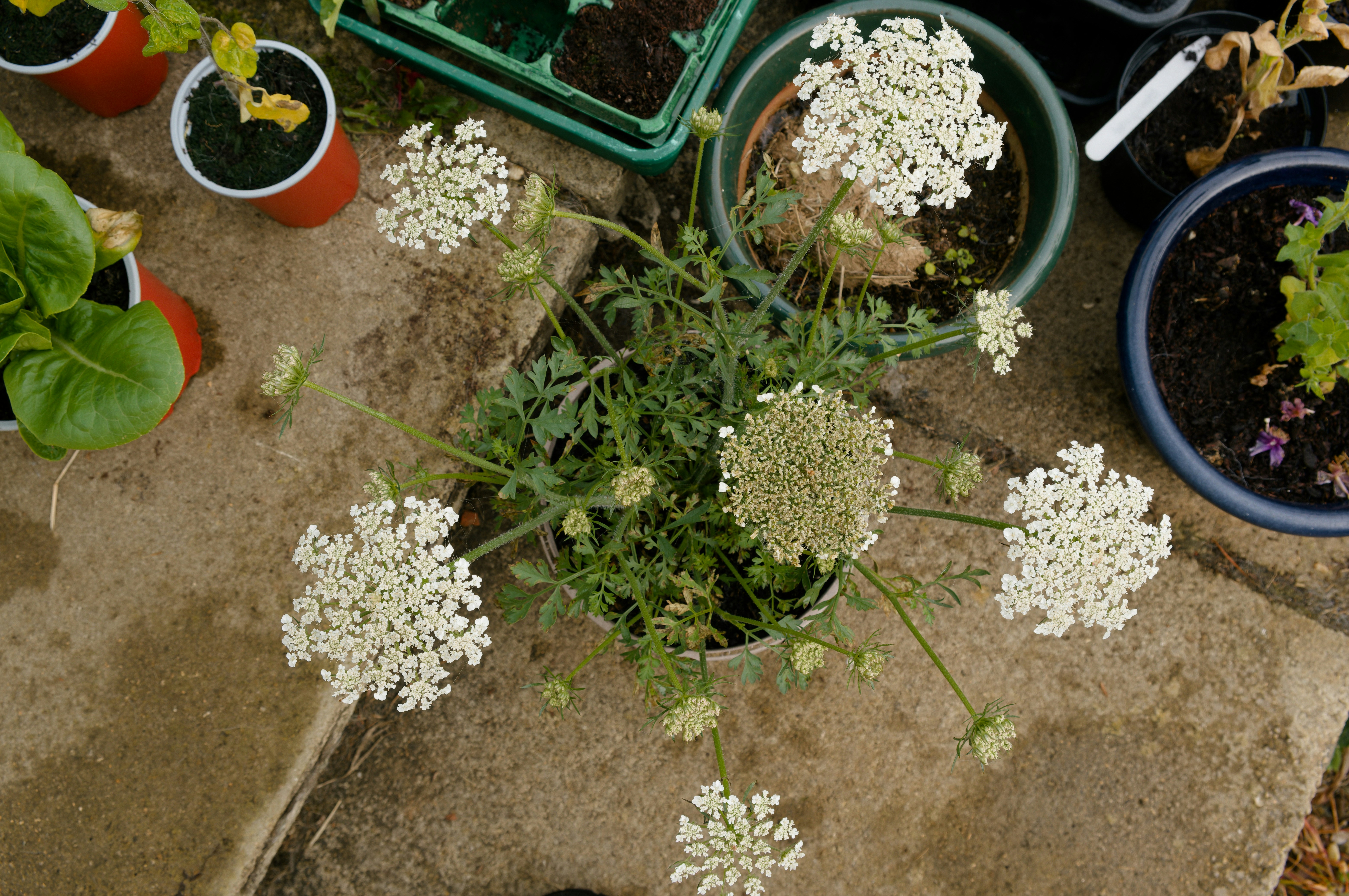 White queen anne's lace flowers with potted plants on stone.