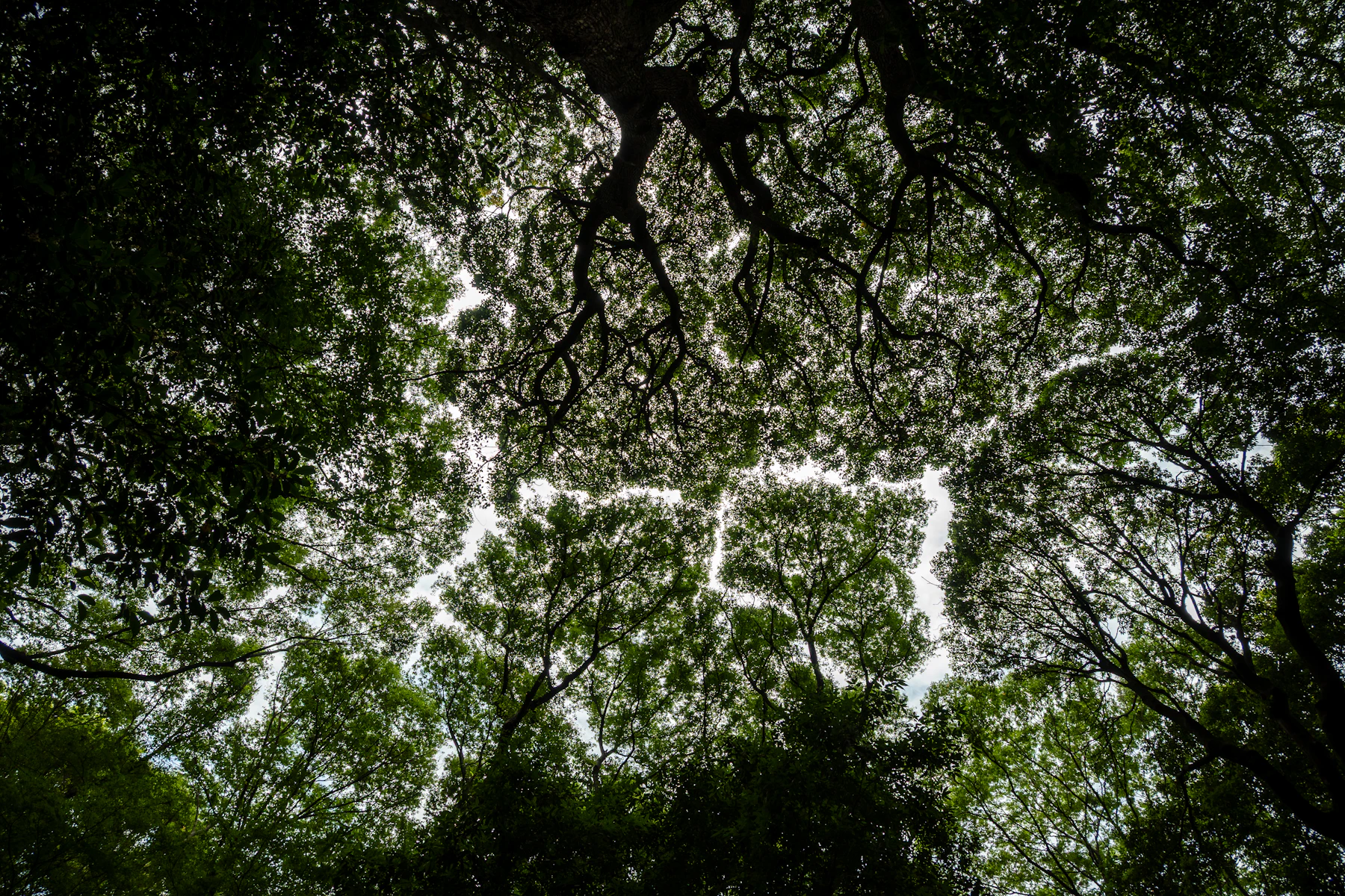Green tree canopy with filtered light and visible branch structure