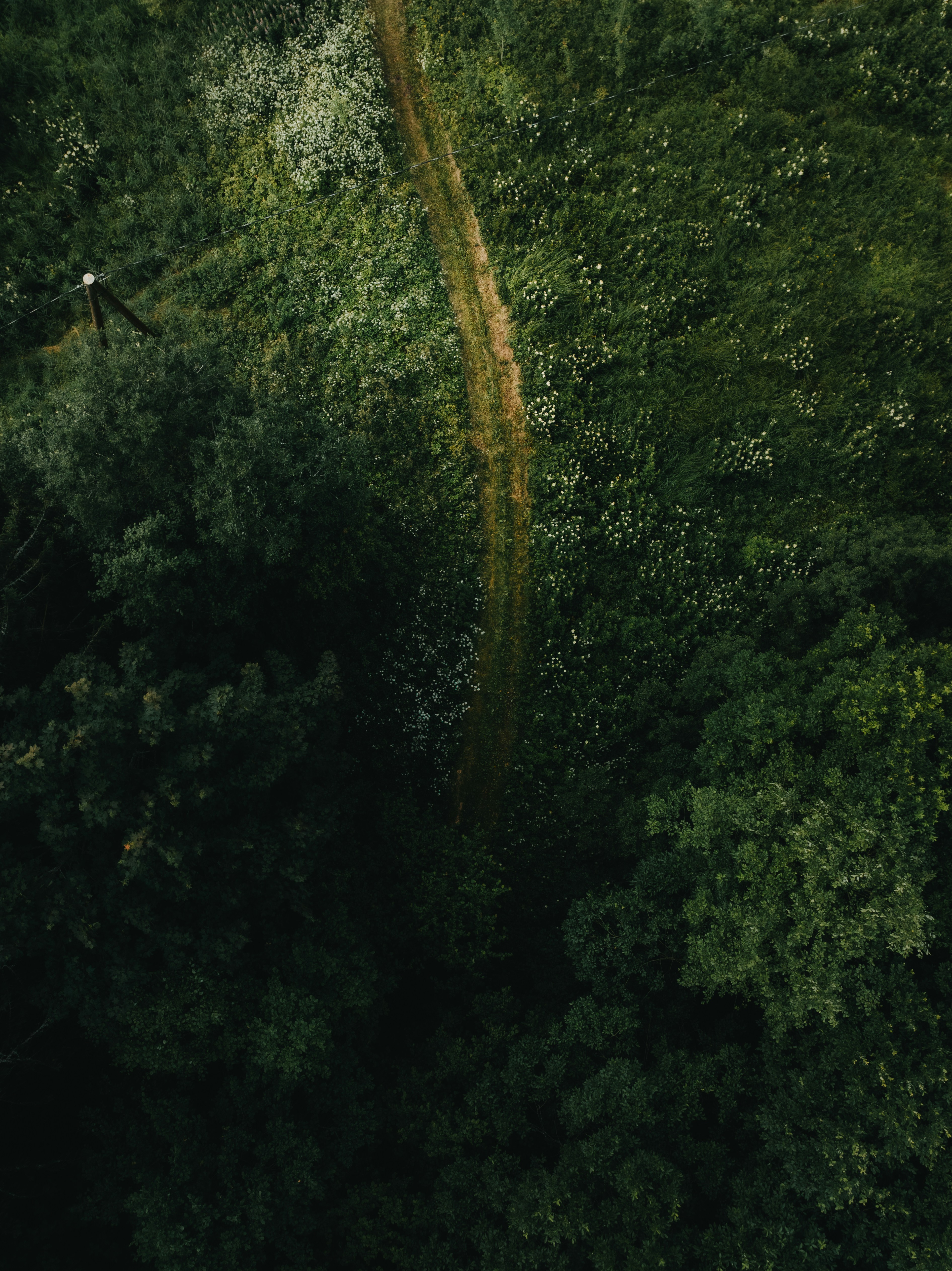 Narrow dirt path winding through lush green forest from above.