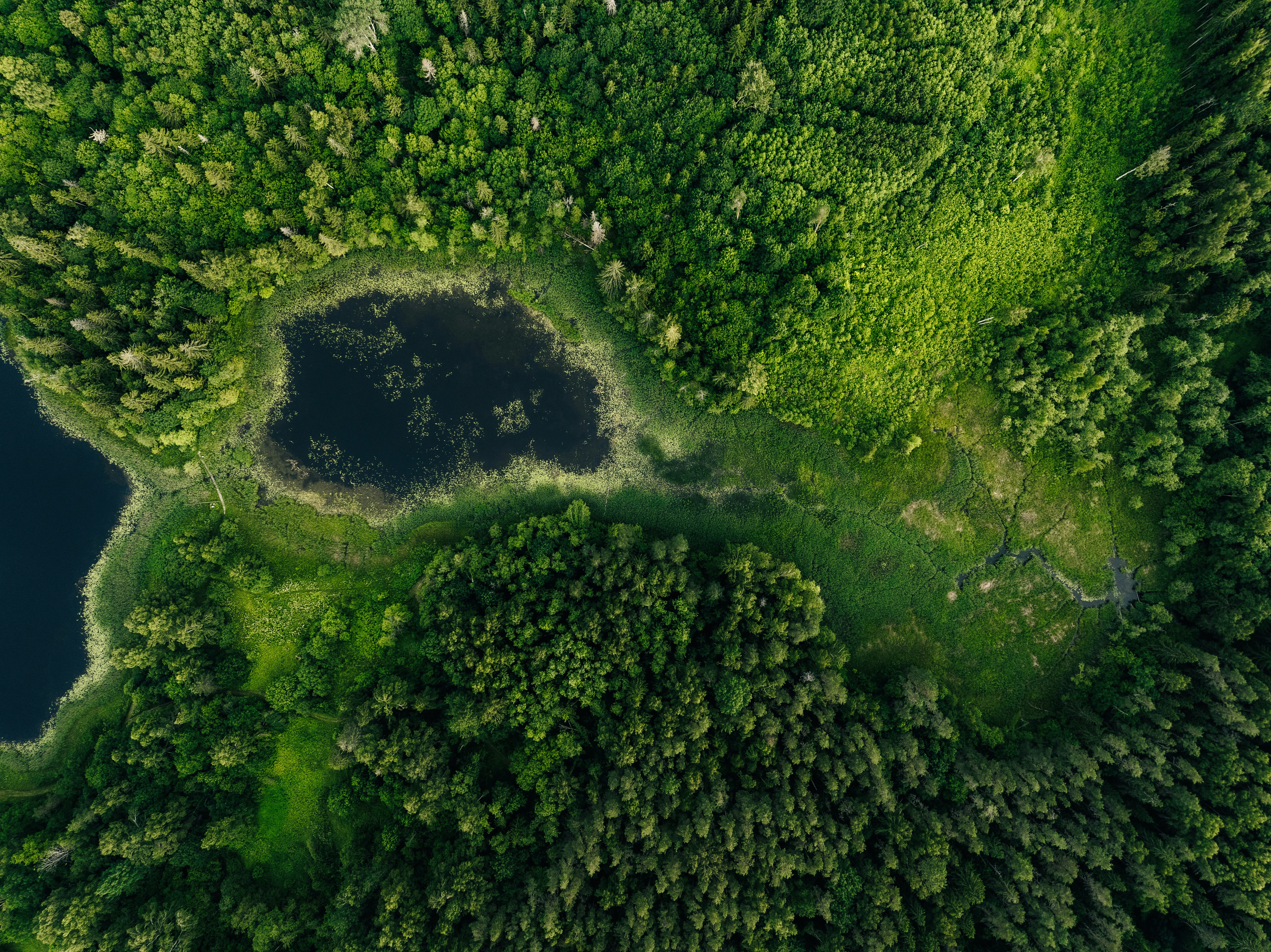 Dark lake surrounded by vibrant green forest, aerial view.
