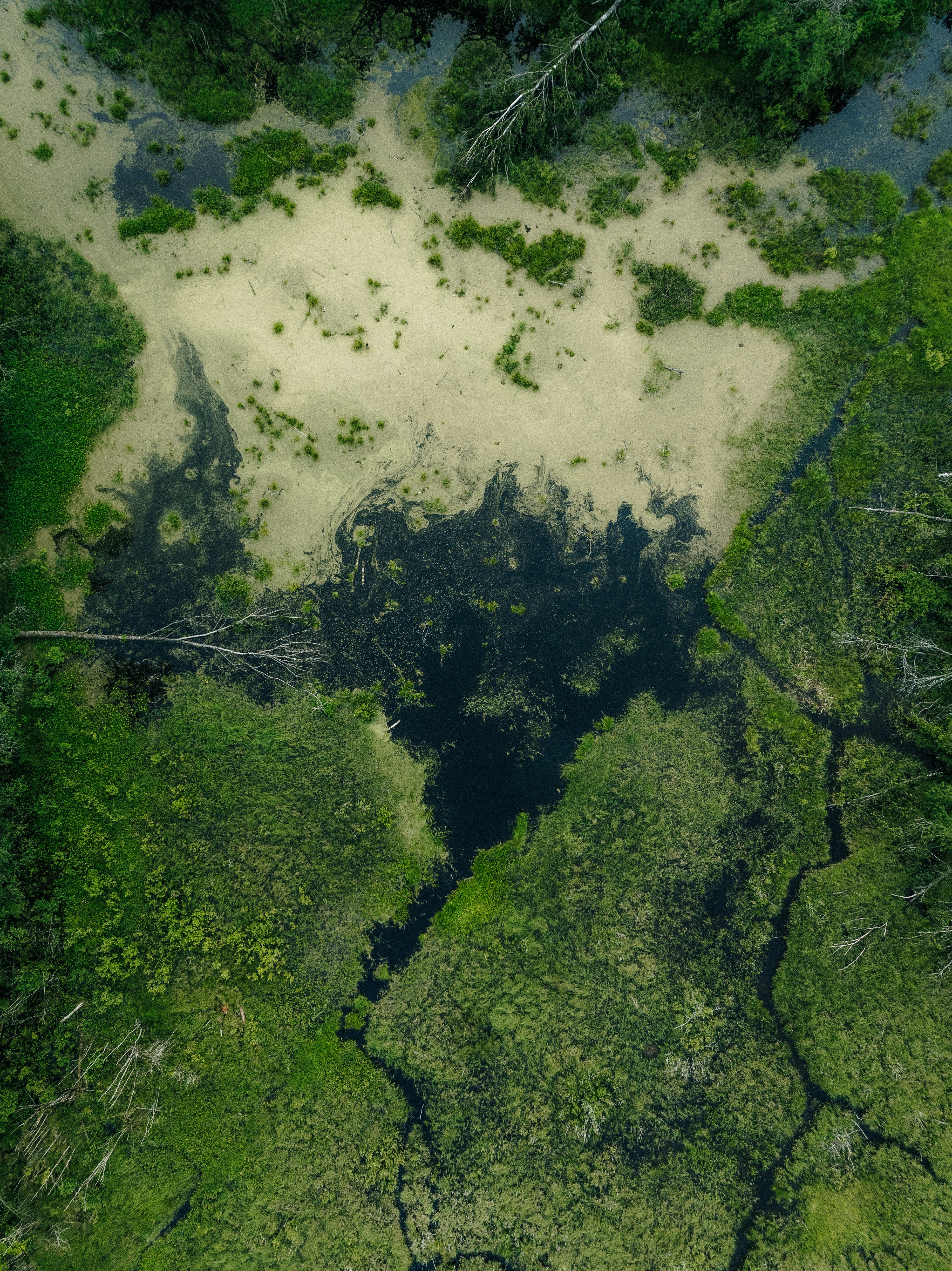 Lush green swamp with dark water and sandy patches.