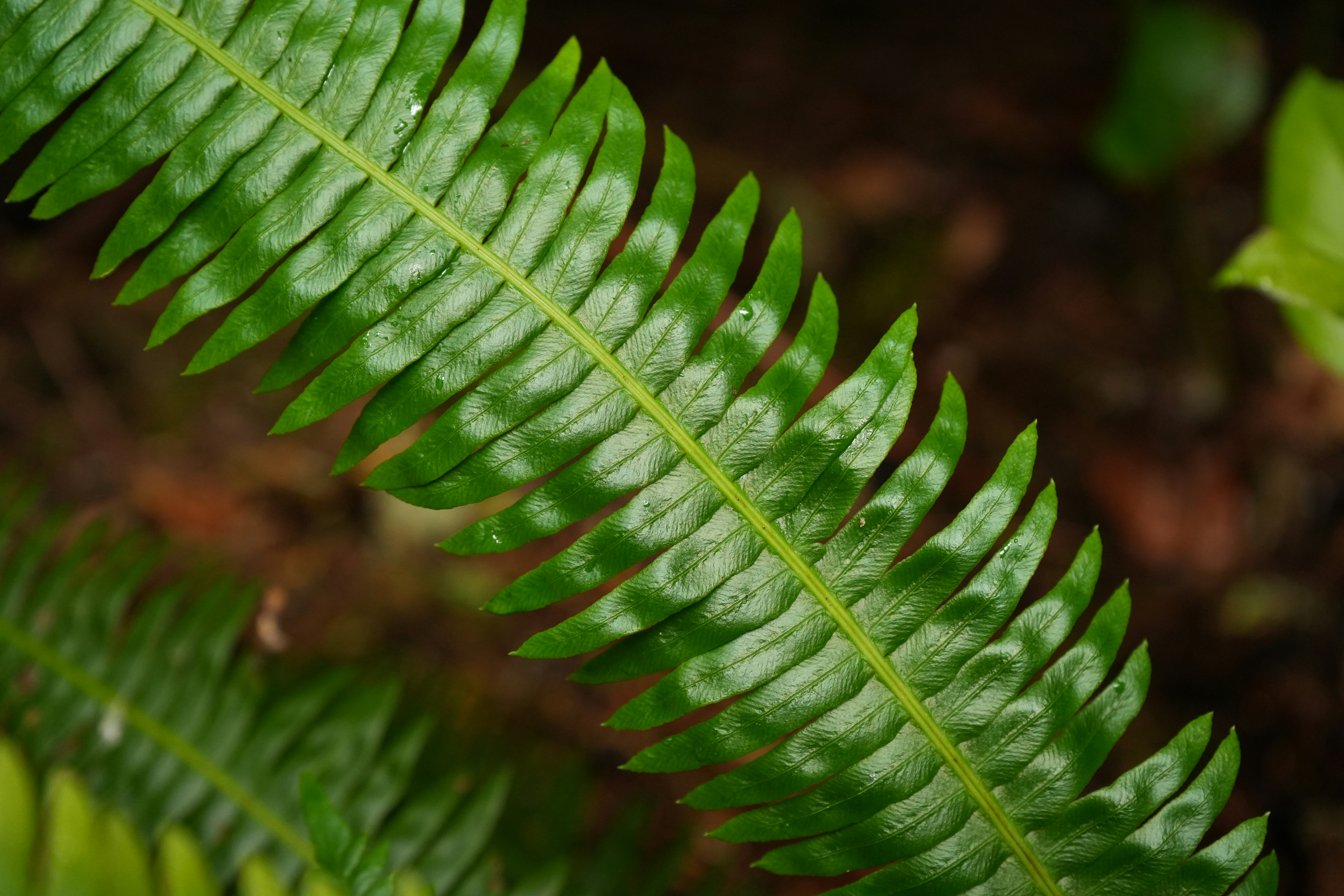 Forest understory with ferns