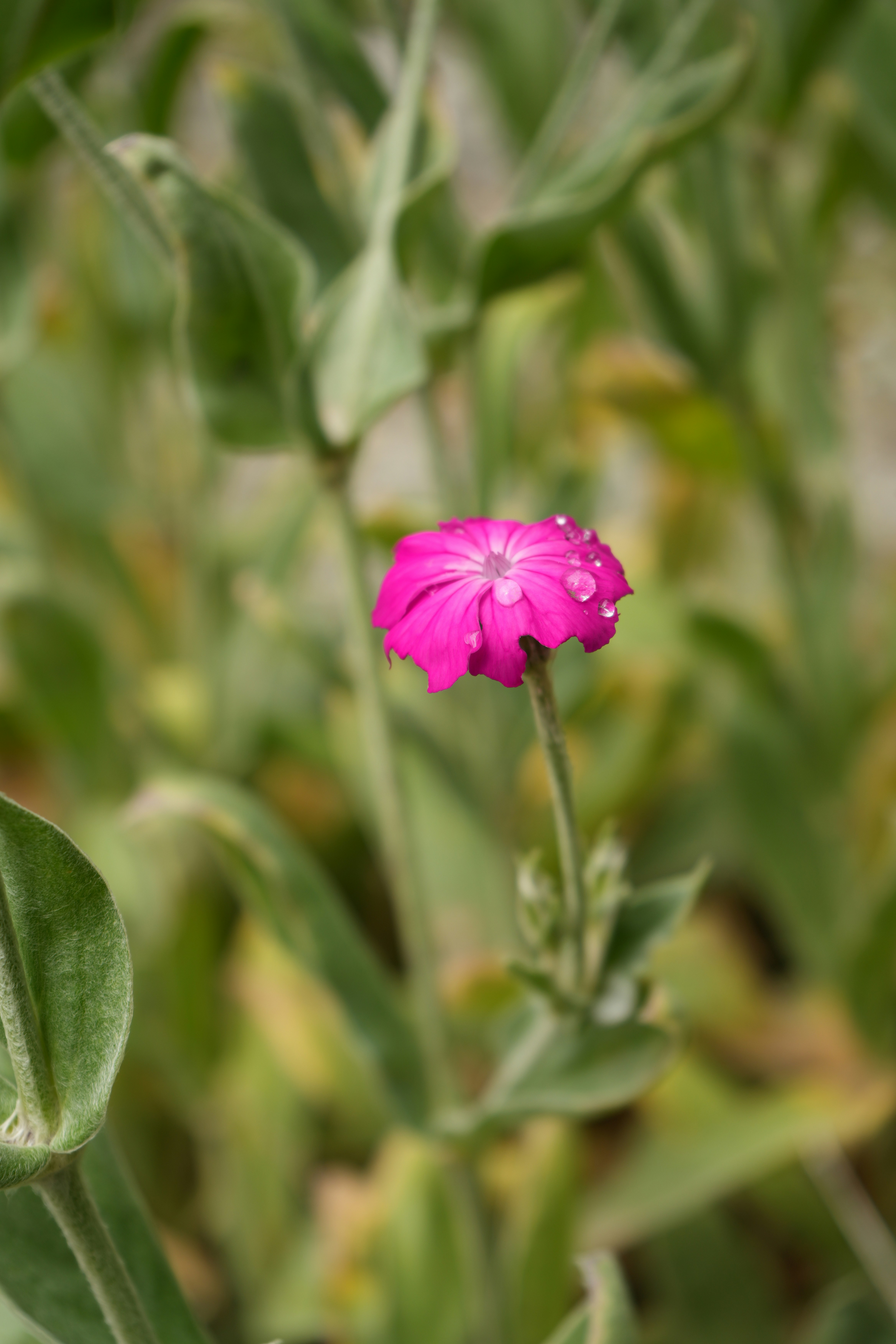 A vibrant pink flower with water droplets among green leaves
