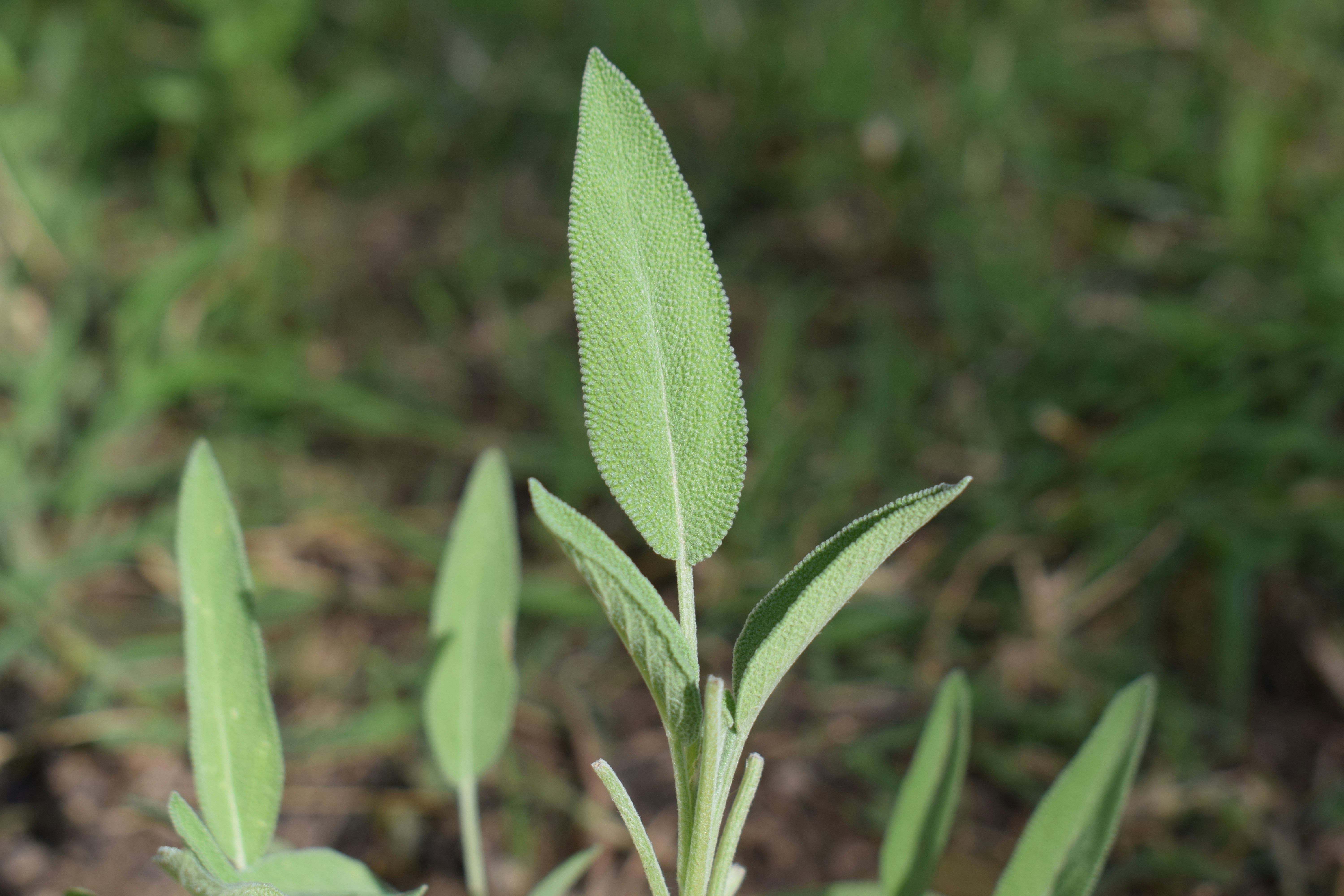 Fresh green leaves of a plant growing outdoors.