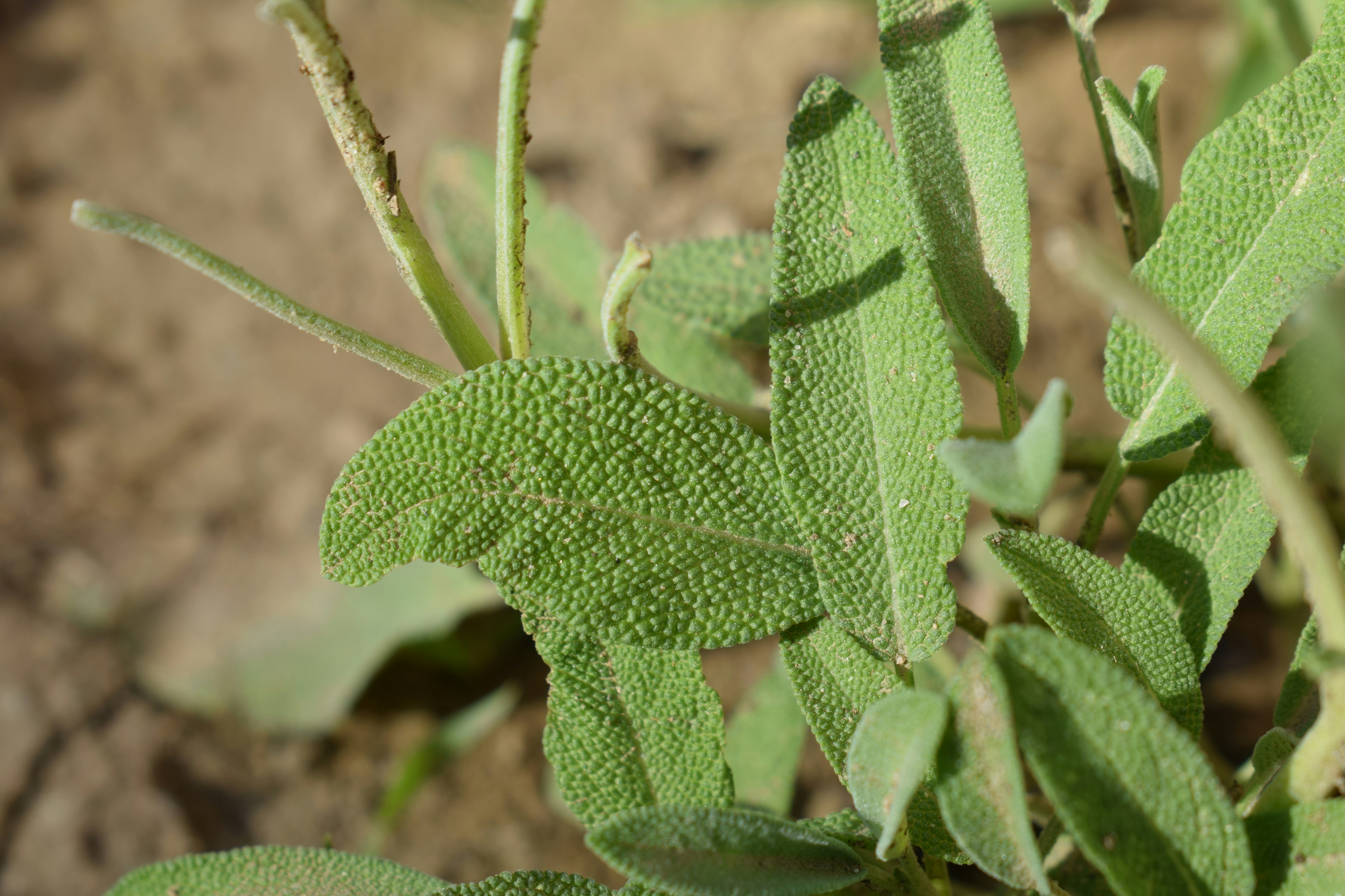 Close-up of textured green sage leaves.