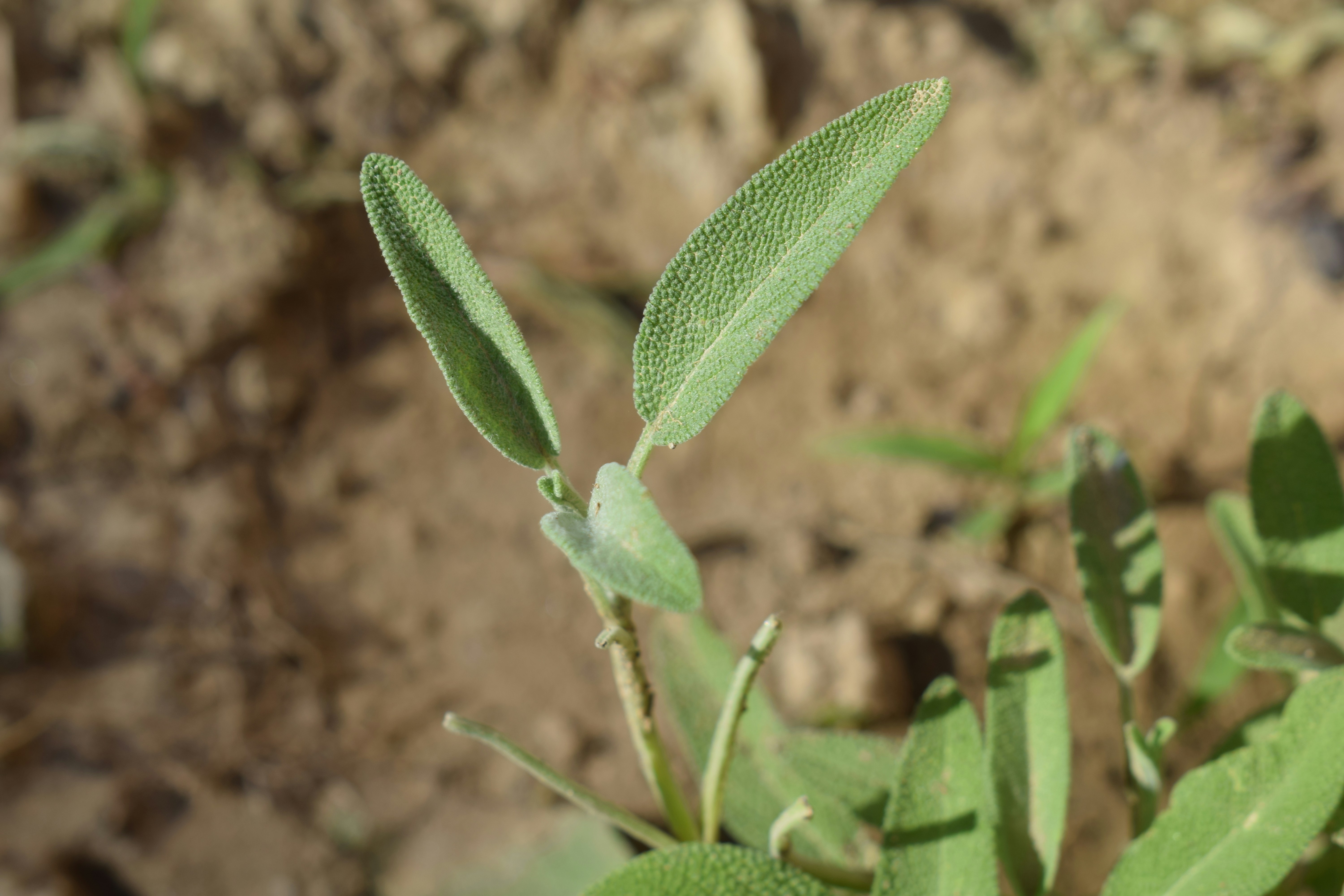 Two light green leaves of a young plant in soil.