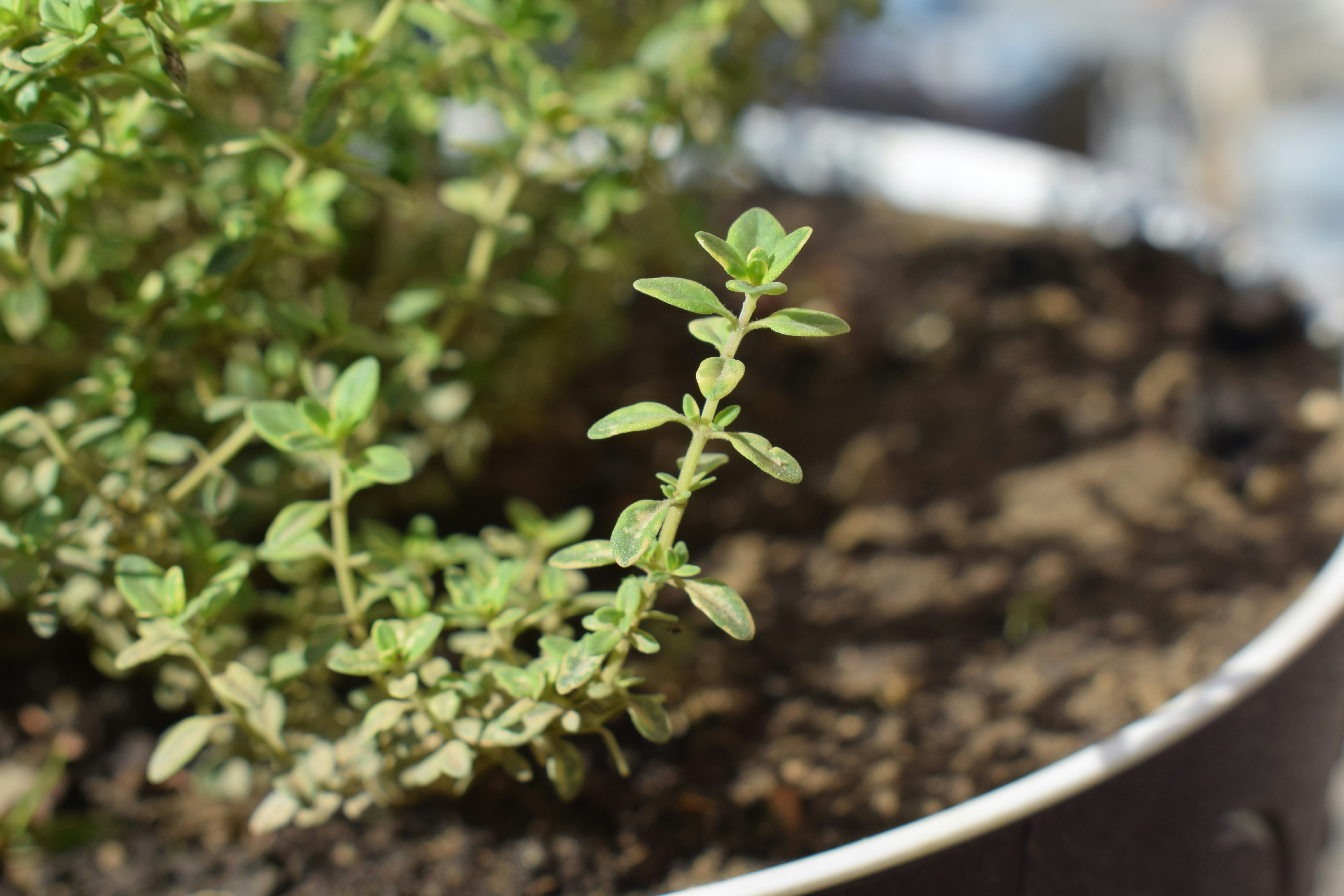 Green thyme plant growing in a pot with soil.