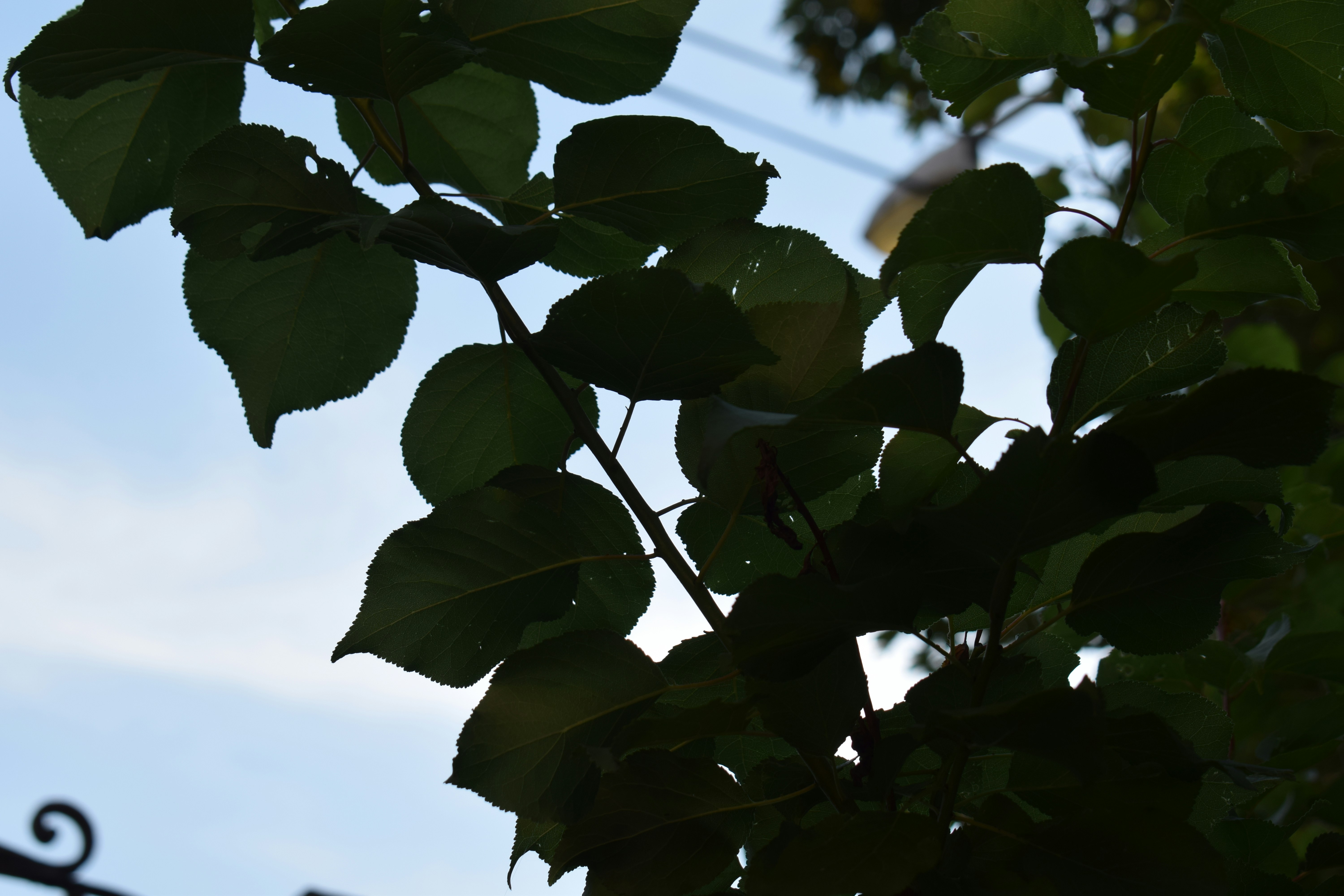 Dark green leaves silhouetted against a light blue sky.