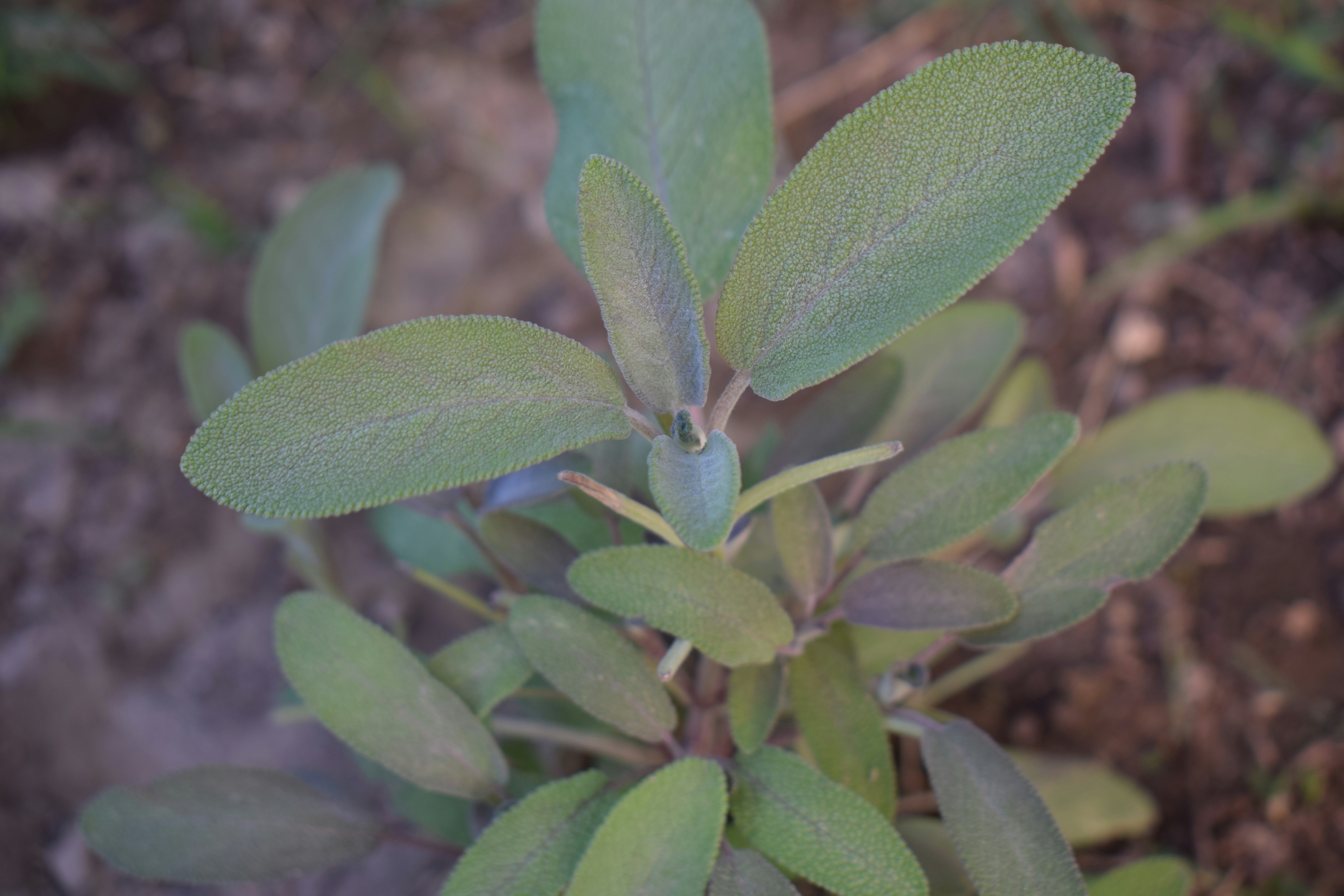 Green sage plant growing in soil.