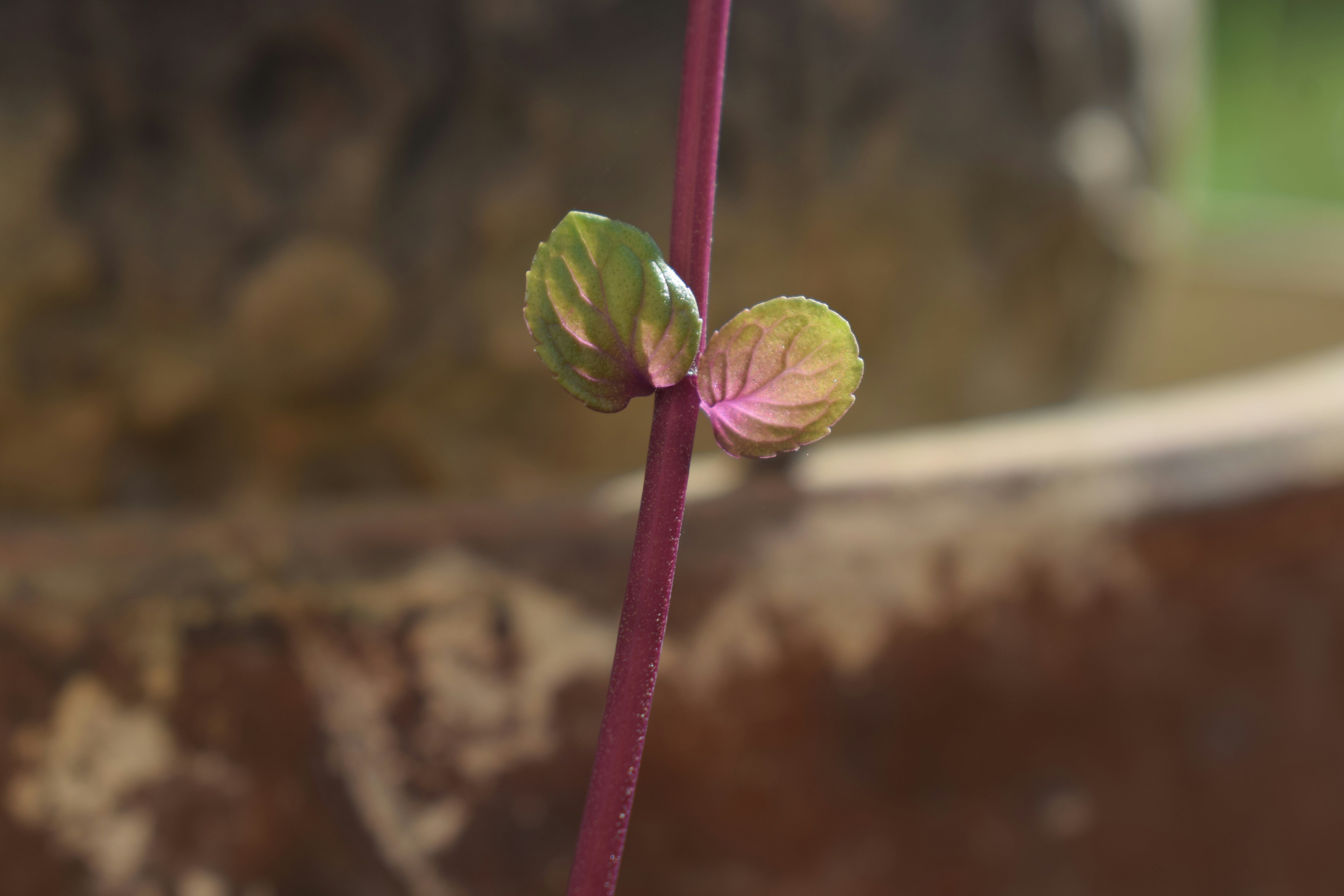 Plant stem with two small green and pink leaves.