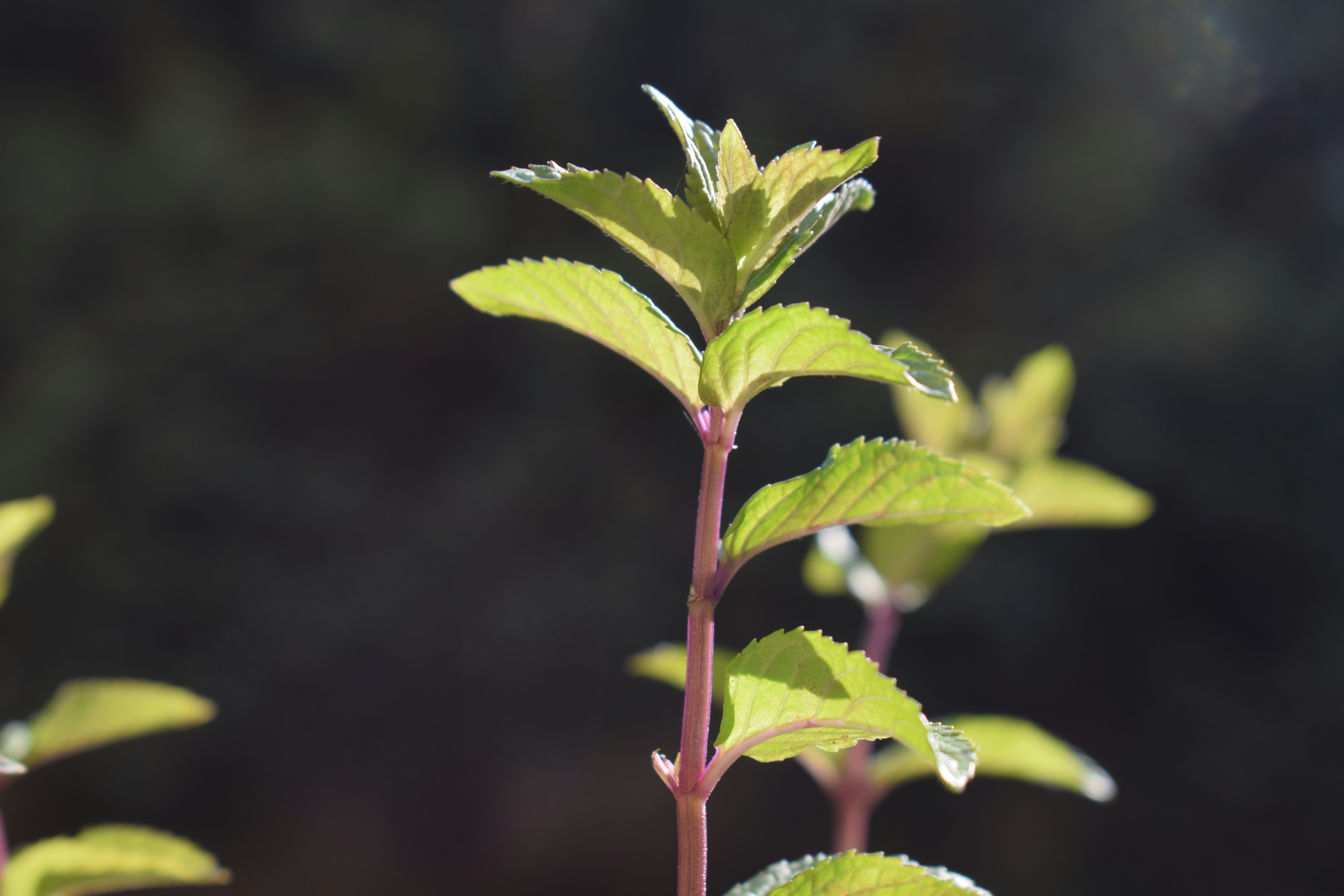 Brotes de planta verde vibrante con tallo rojizo sobre fondo oscuro.