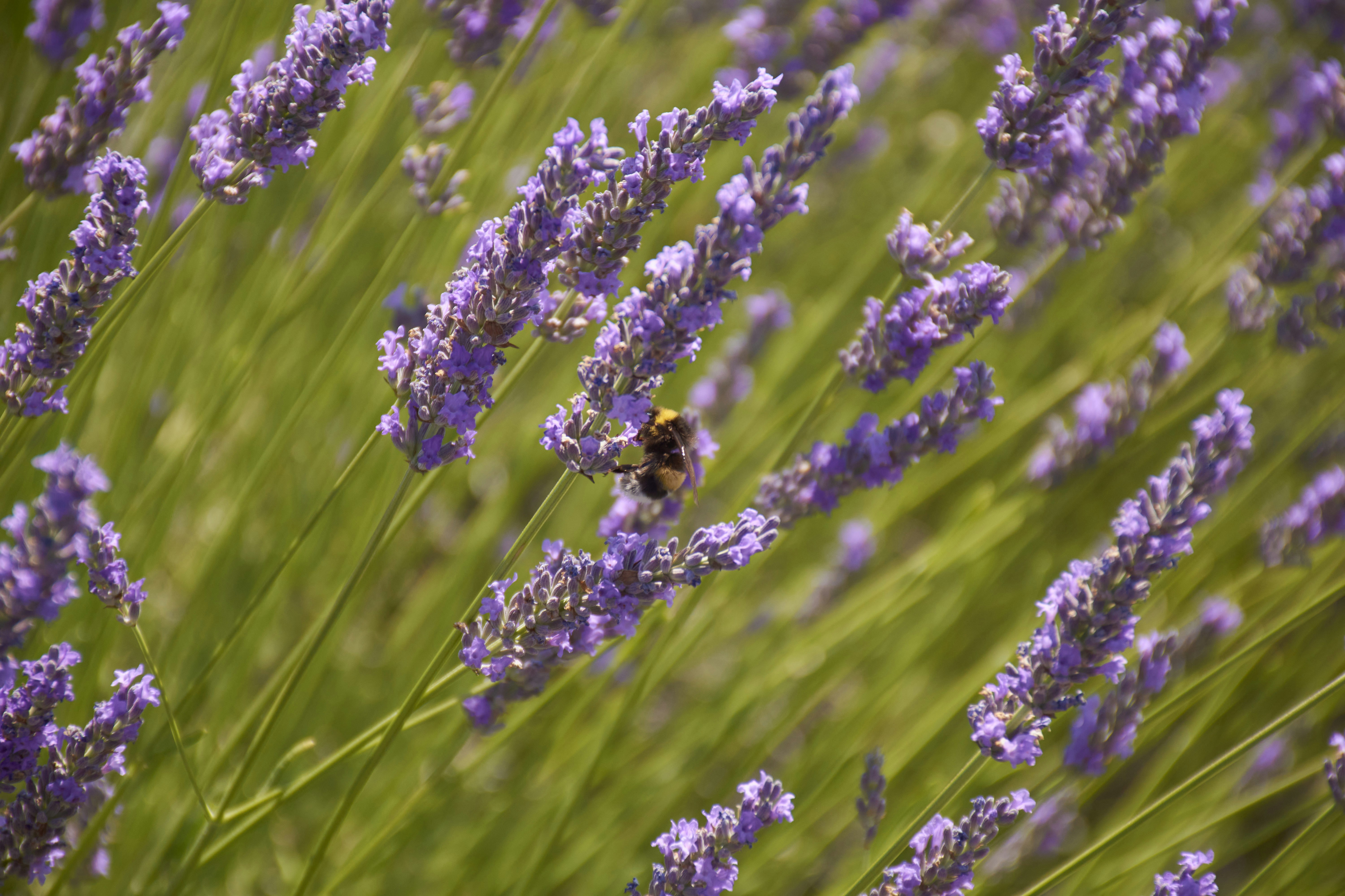 A bee pollinating purple lavender flowers in a field