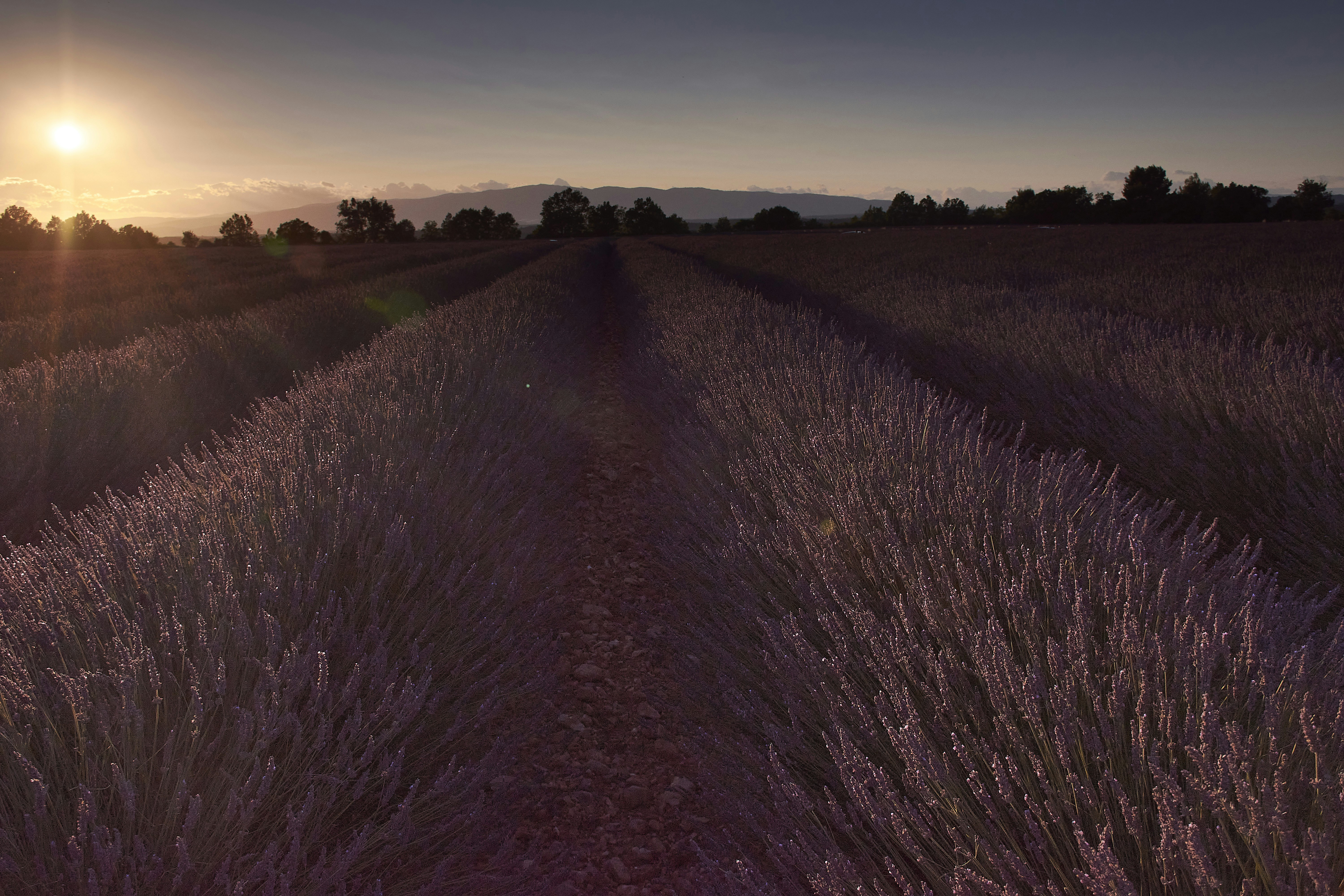 Sun setting over a beautiful lavender field
