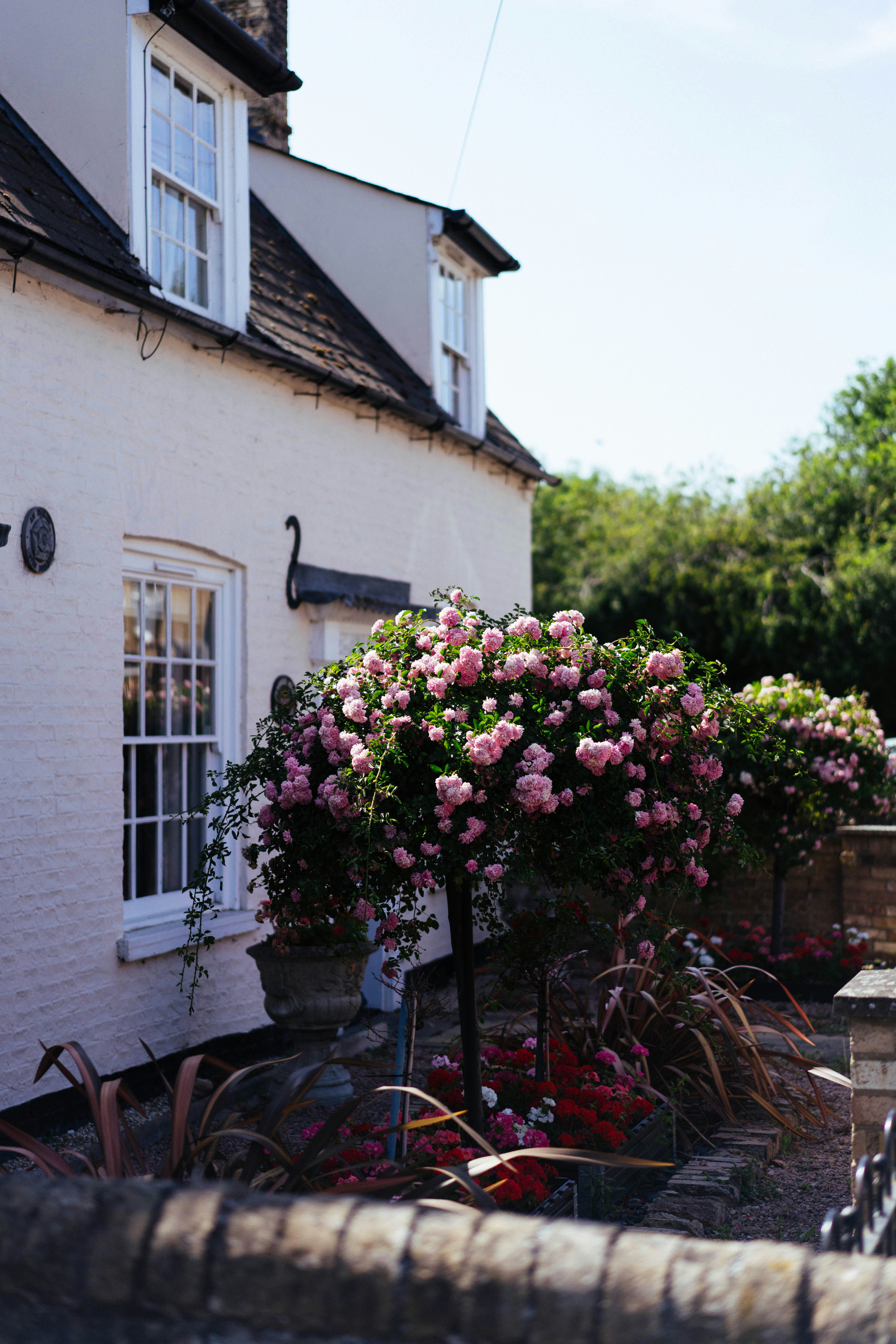 Charming white cottage with vibrant pink roses in sunlight.