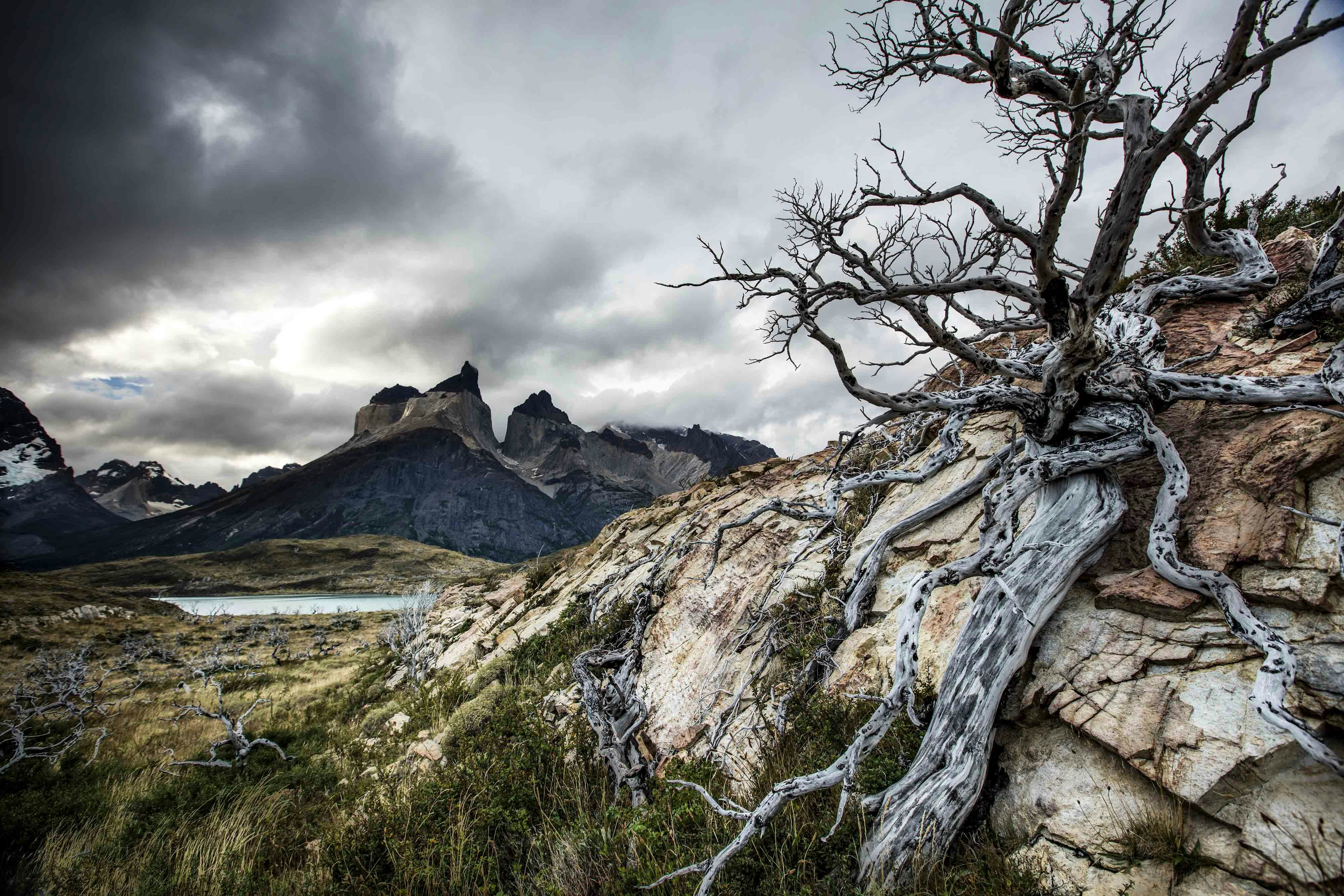 Raízes de árvores retorcidas em encosta rochosa, torres del paine.