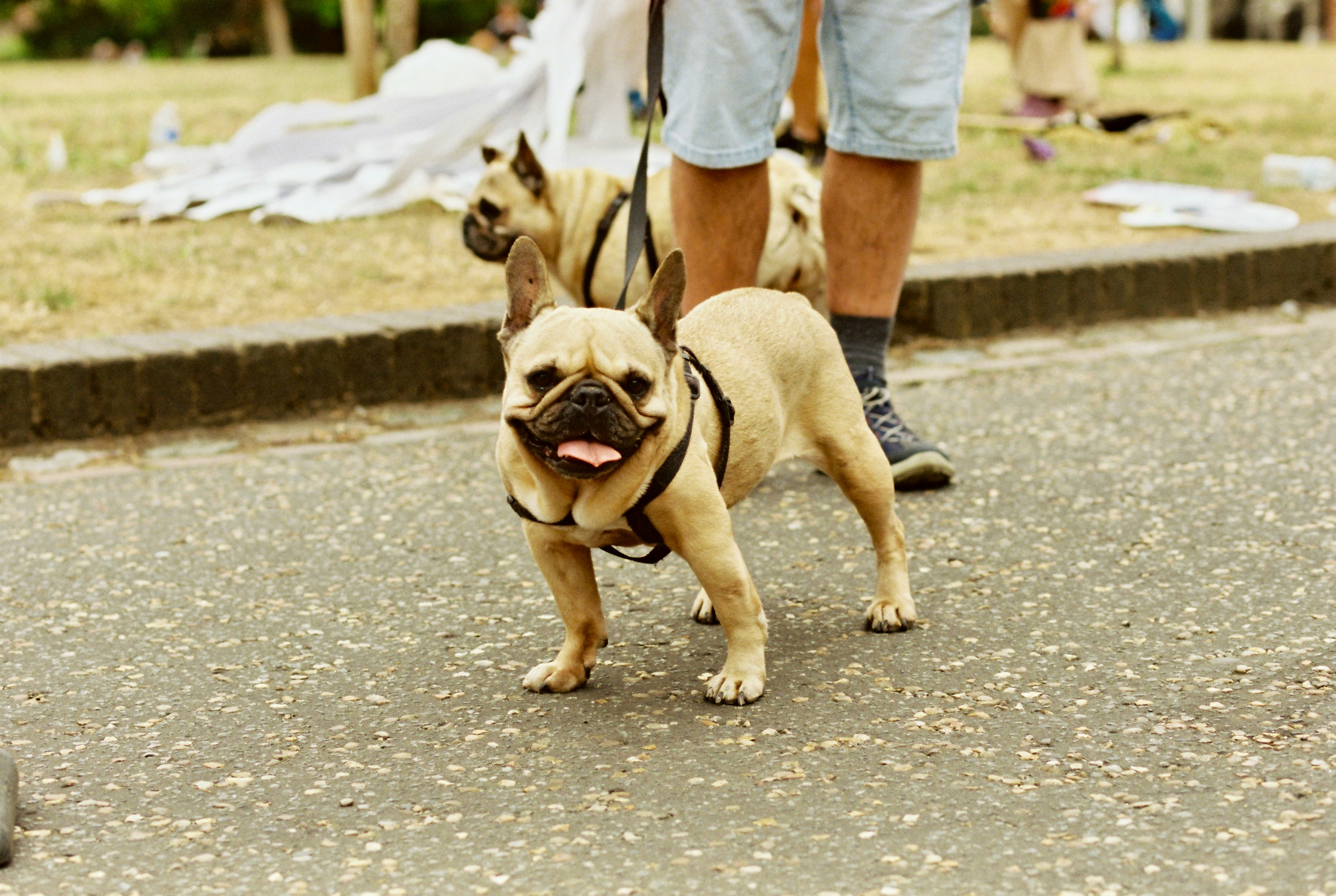 Meet the World, Little One: A Real-Life Socialization Plan for Your Frenchie Pup