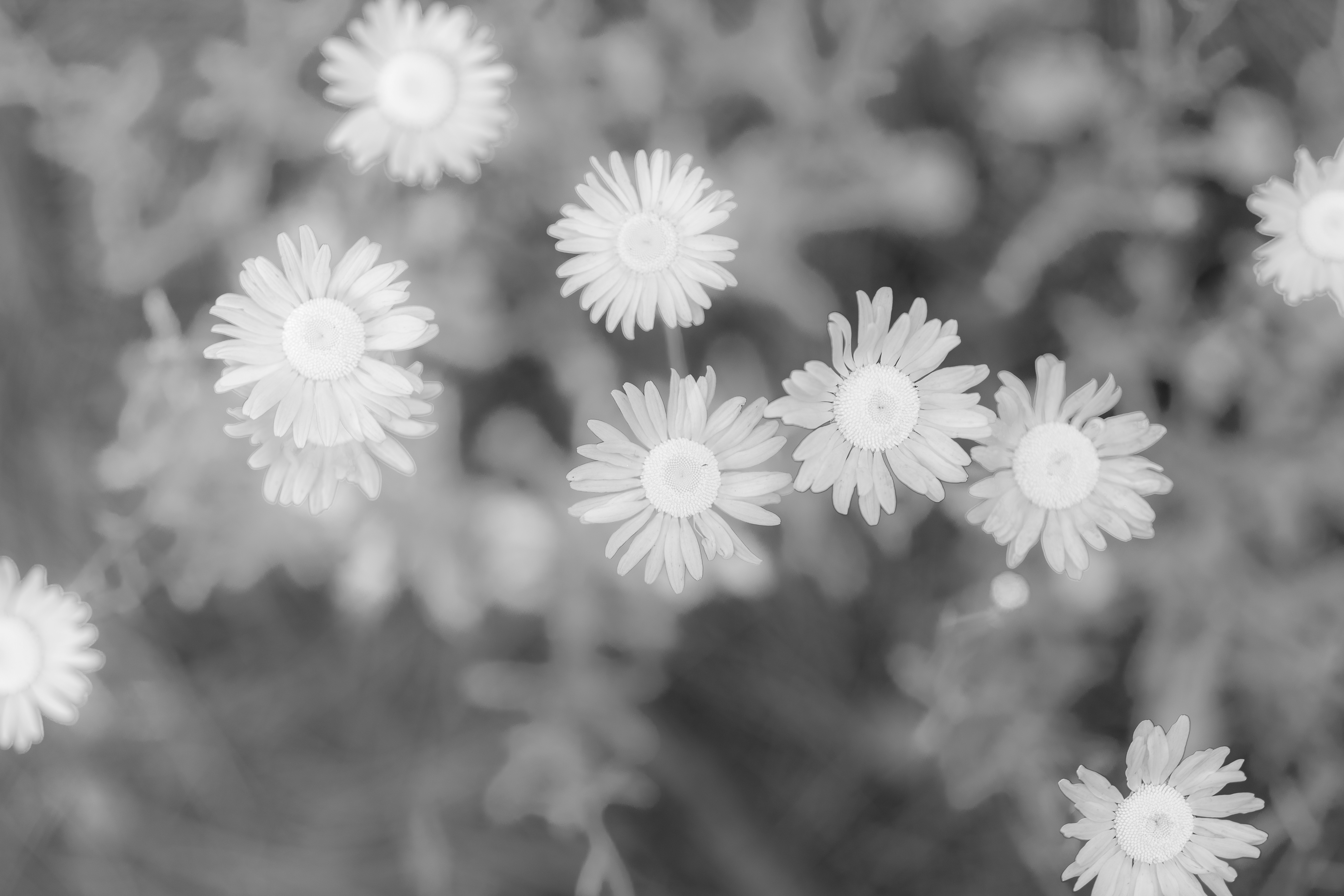 Diversi piccoli fiori simili a margherite in scala di grigi visti dall'alto.