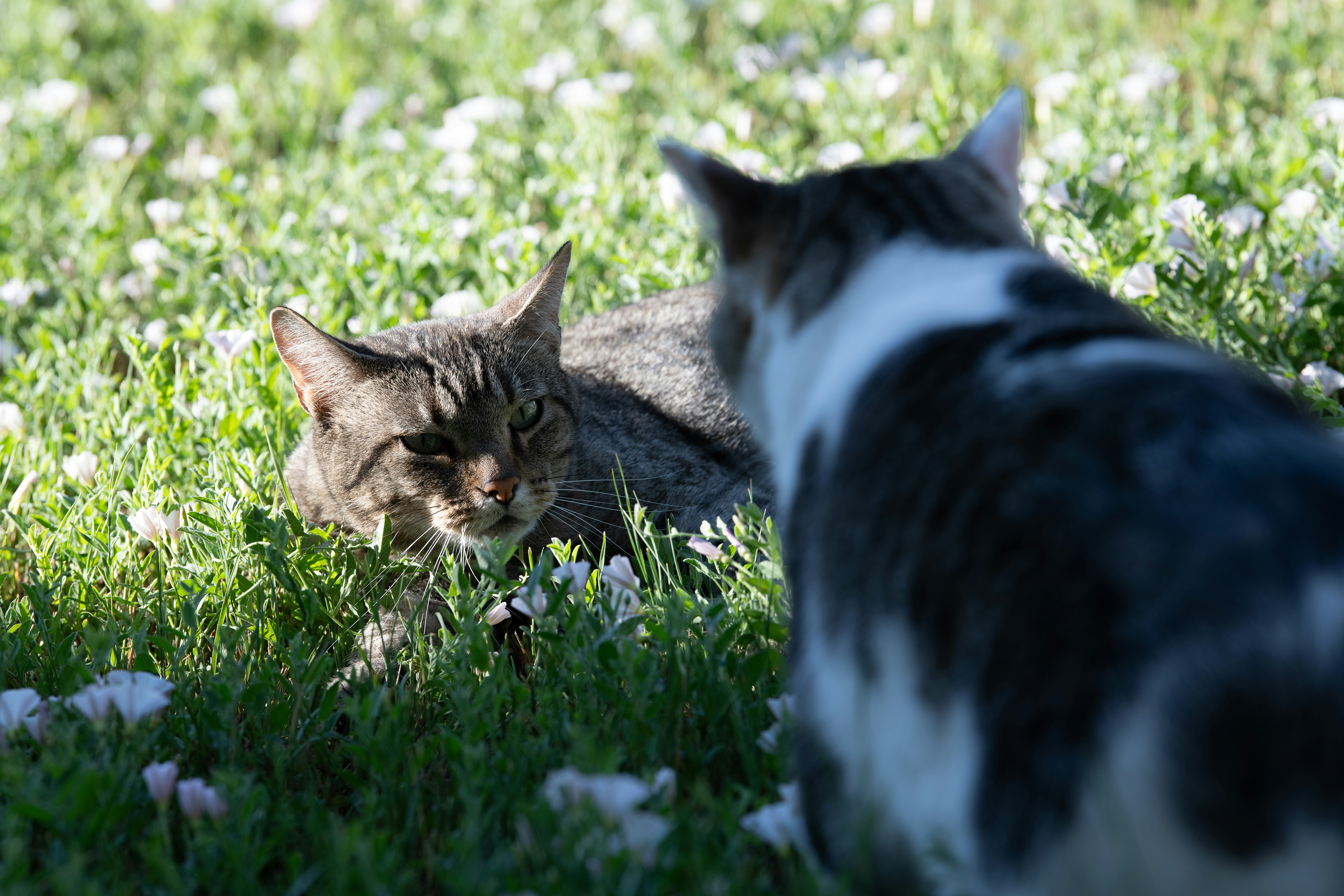 Due gatti si affrontano in un campo erboso.